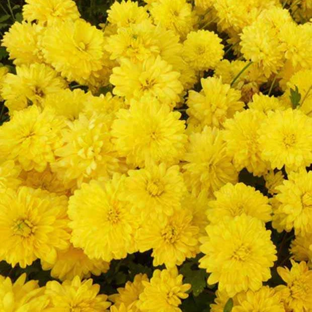 Chrysant 'Citronella'