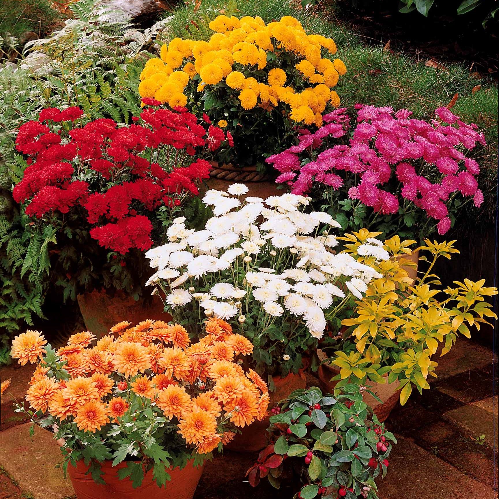 Chrysant Mix (x3)