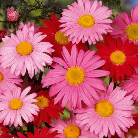Chrysant Mix 'Robinson's Giants'