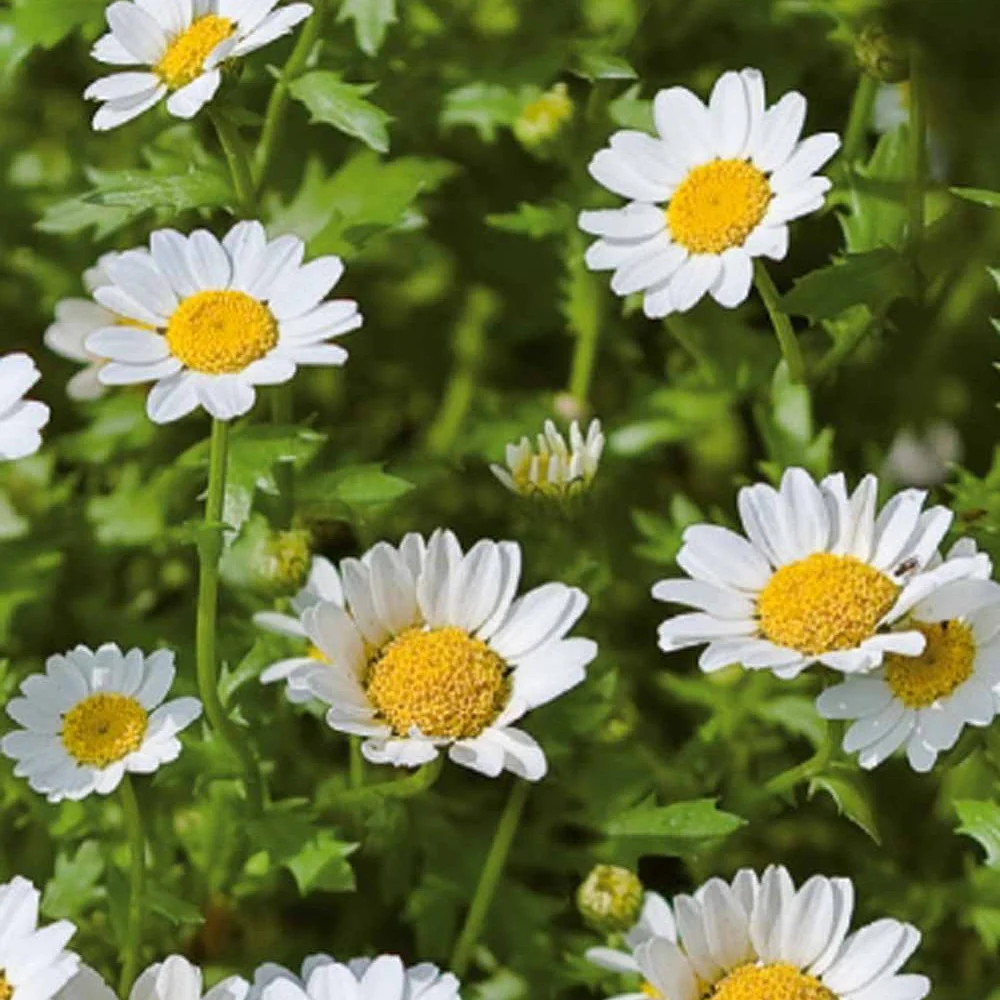 Chrysanthemum Daisy