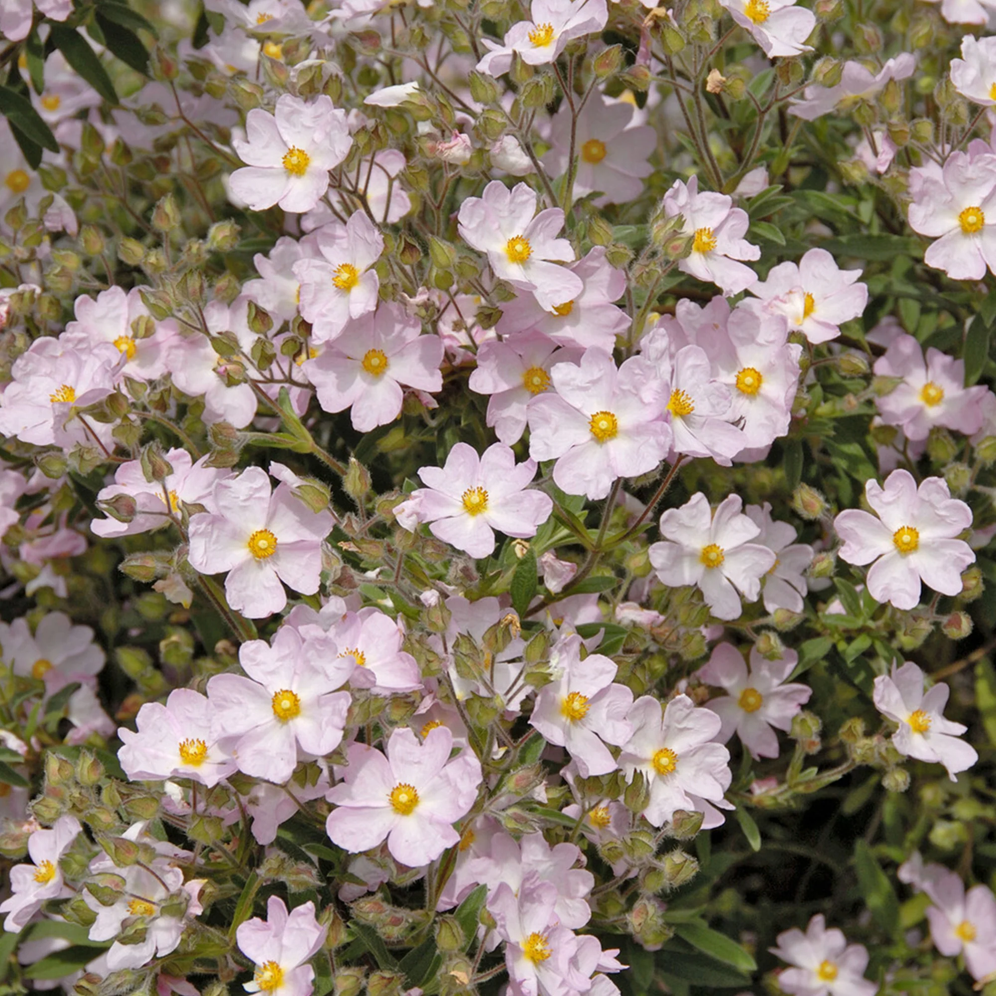 Cistus Silver Pink