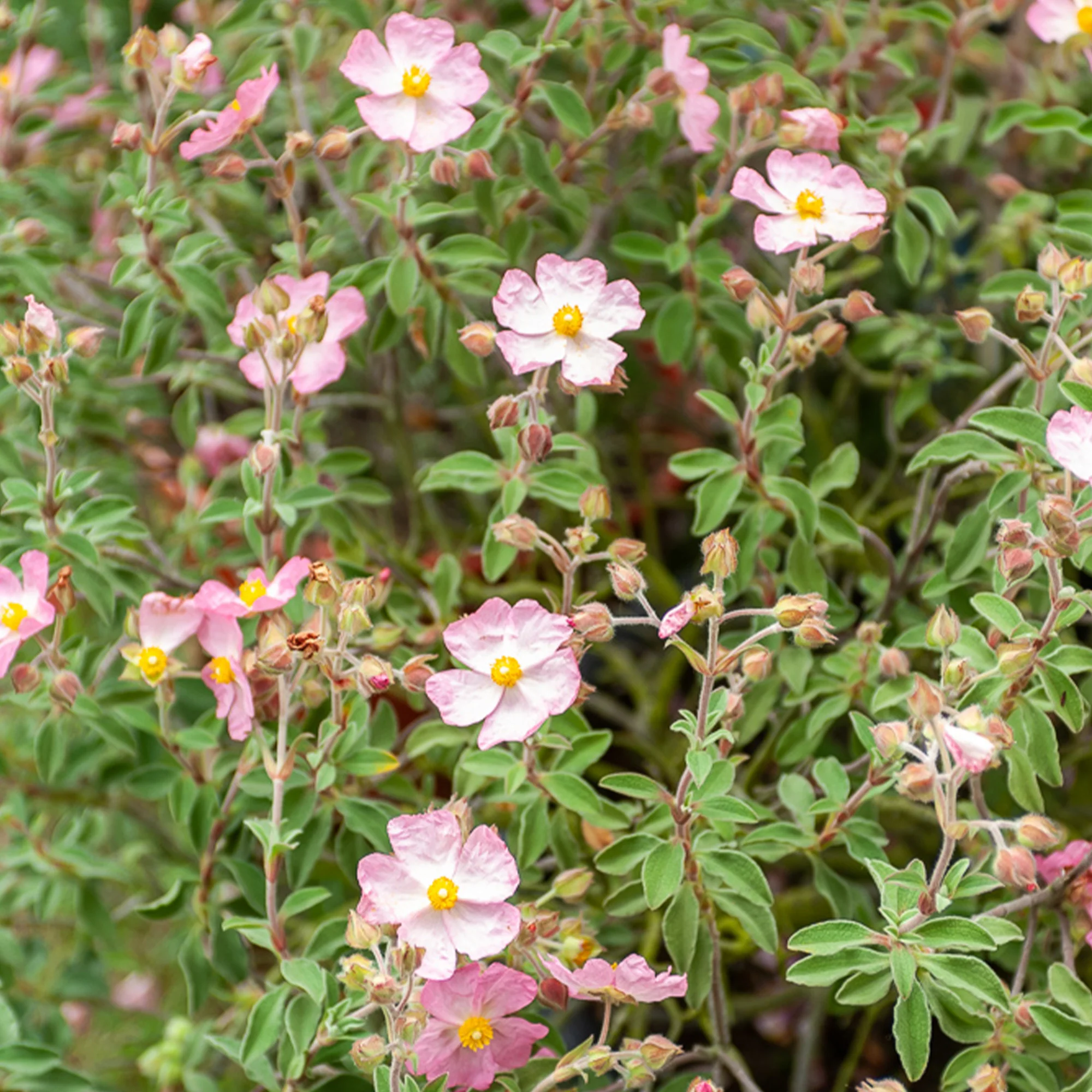Cistus Silver Pink - Image 2