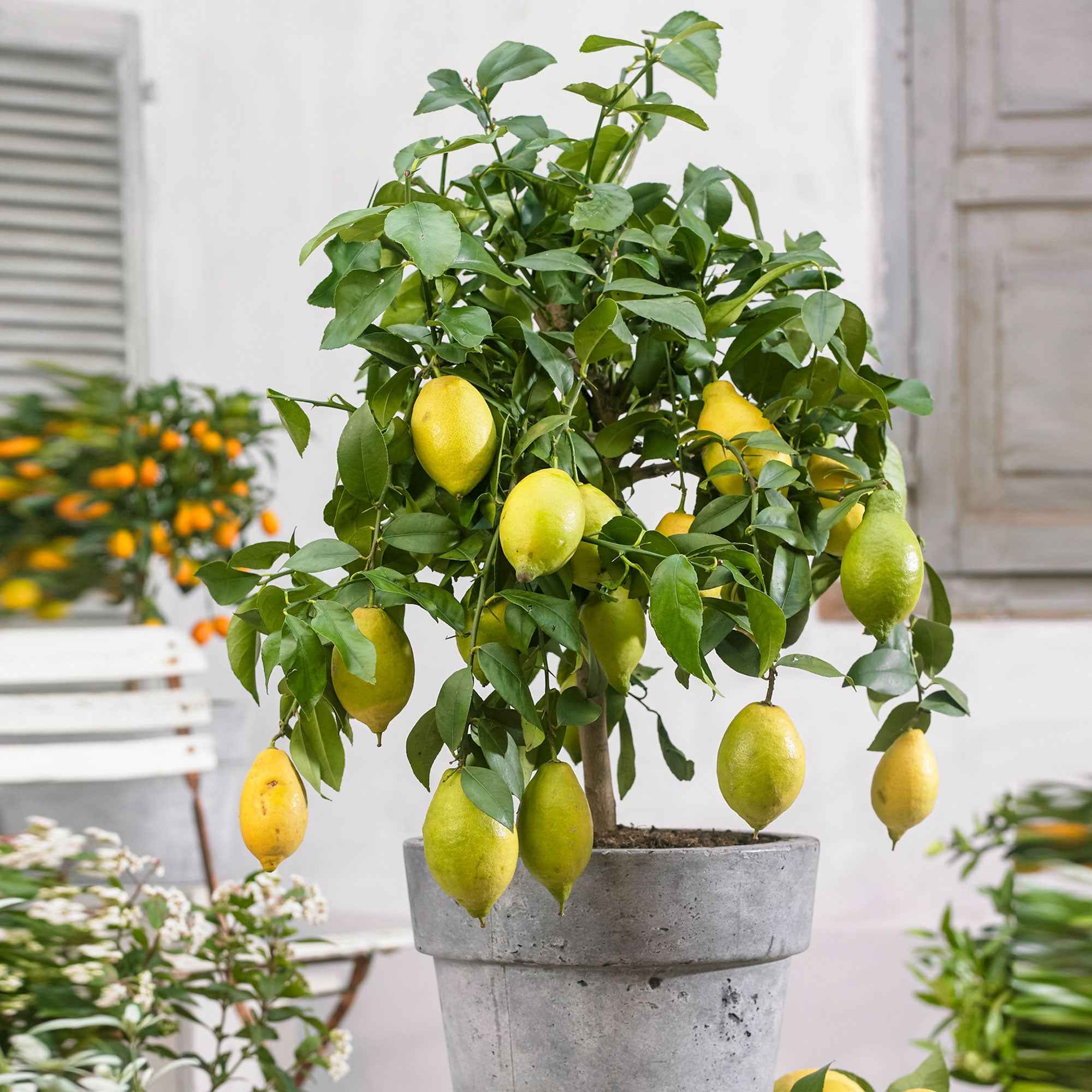 Miniatuur 1