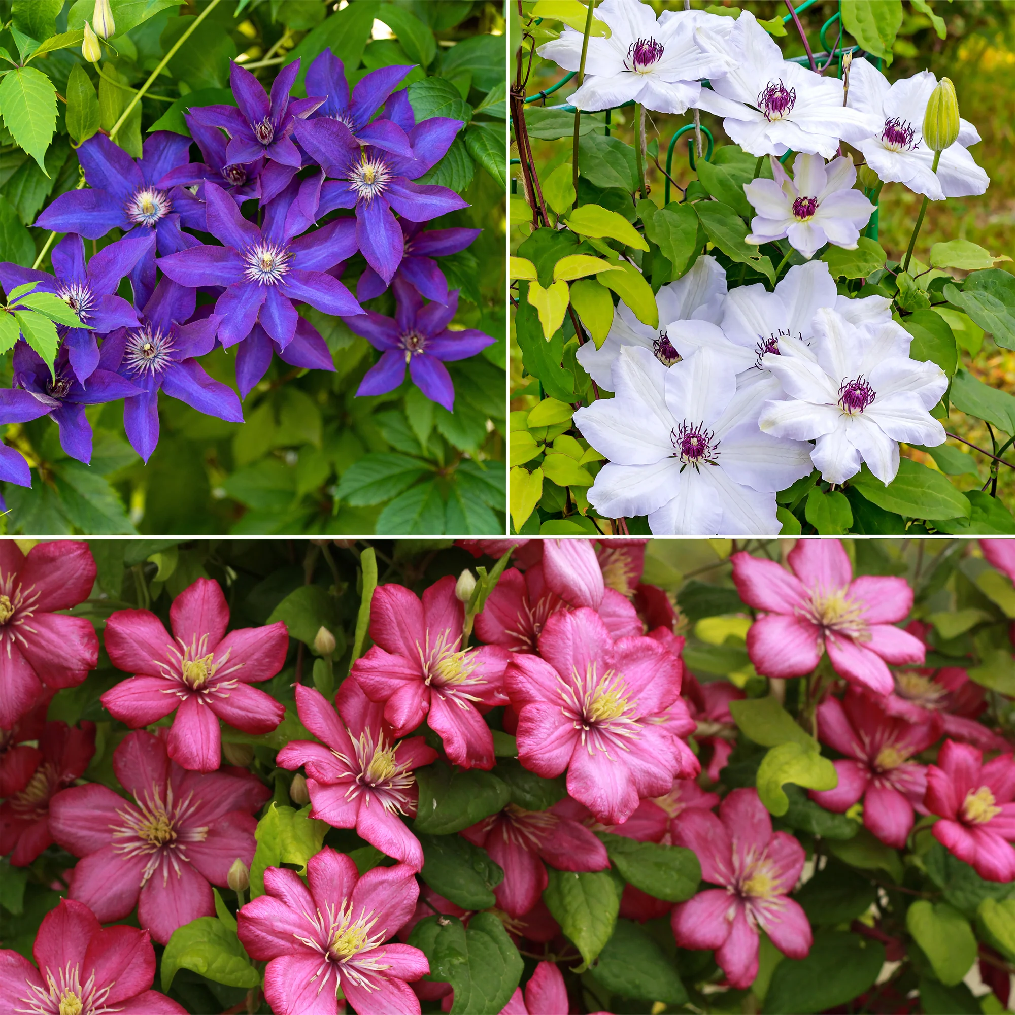Clematis Collectie: Ville de Lyon, Miss Bateman Ville de Lyon, juffrouw Bateman, voorzitster (x3)