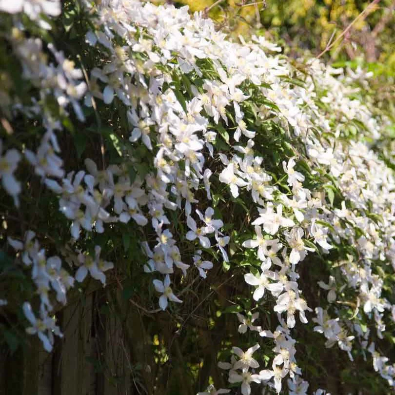 Bosrank 'Grandiflora'