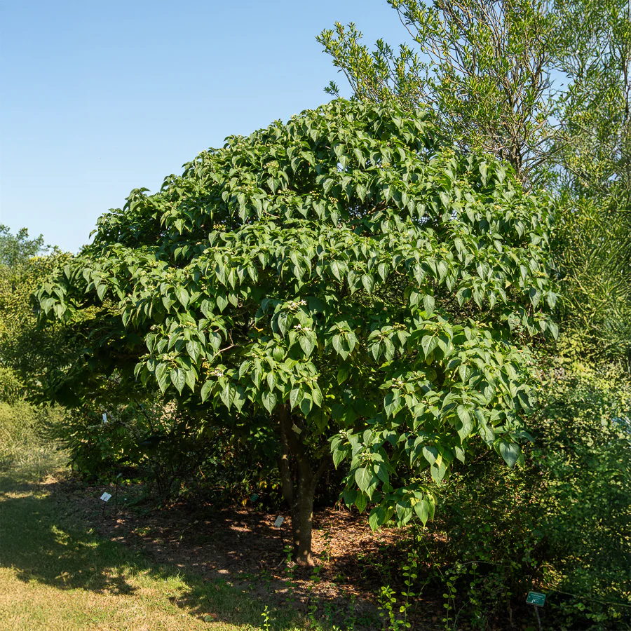 Clerodendrum