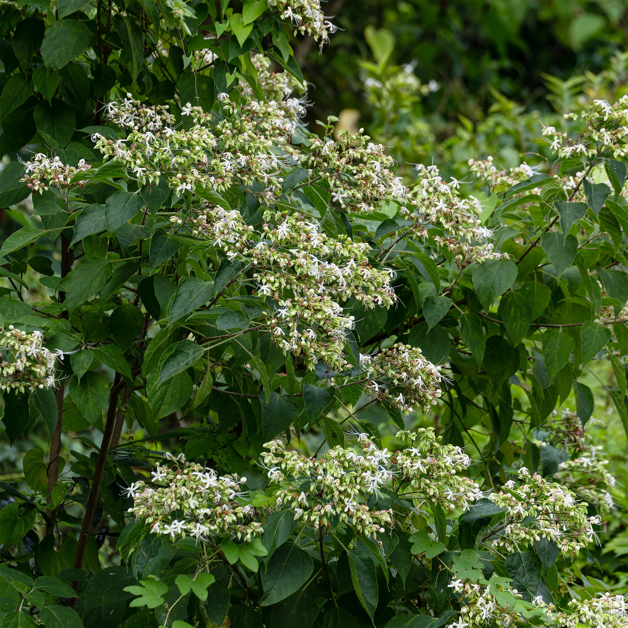 Clerodendrum - Image 3