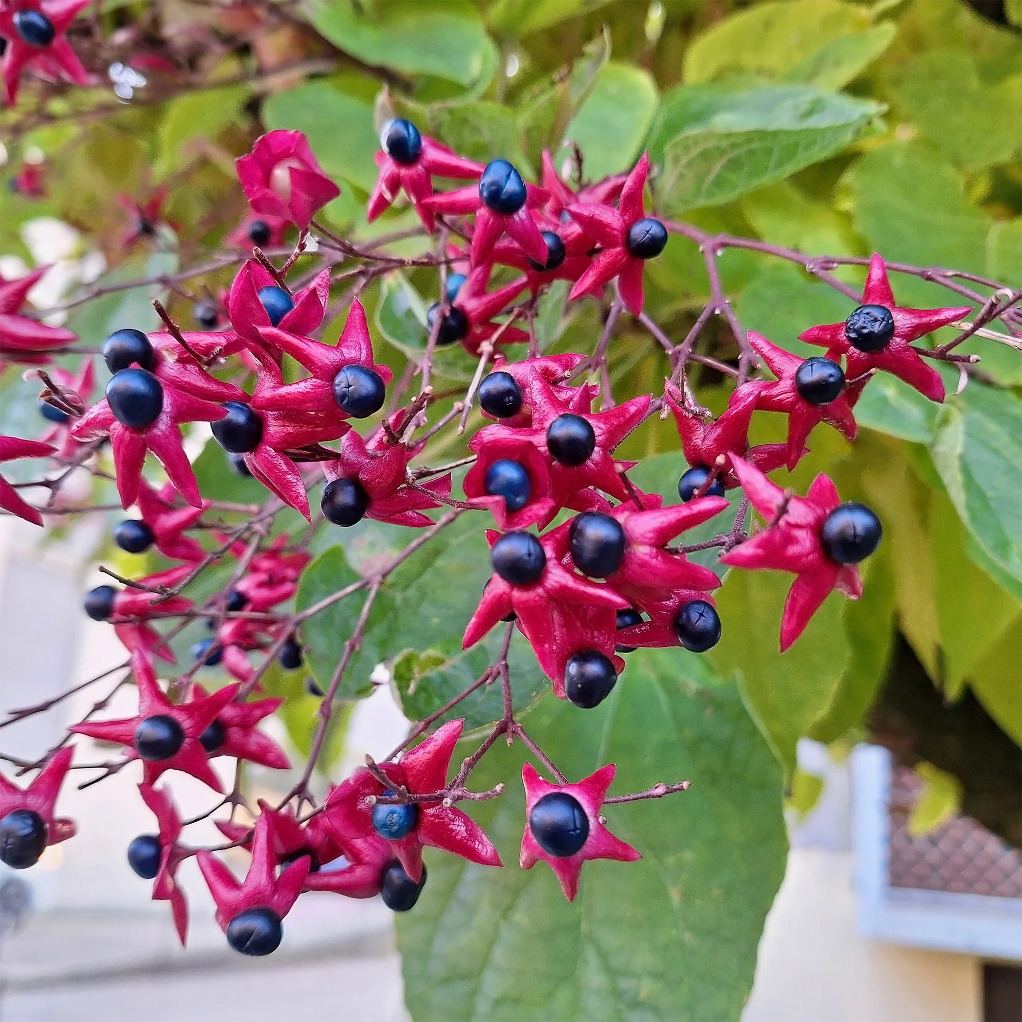 Clerodendrum - Image 4