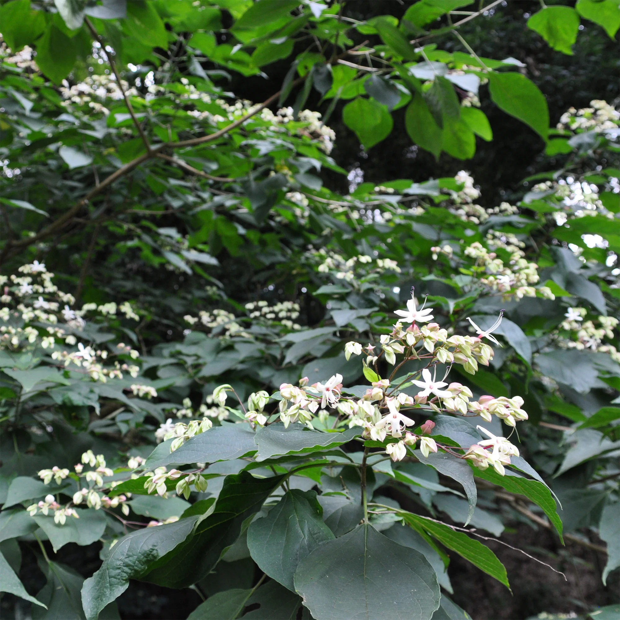 Clerodendrum - Image 5