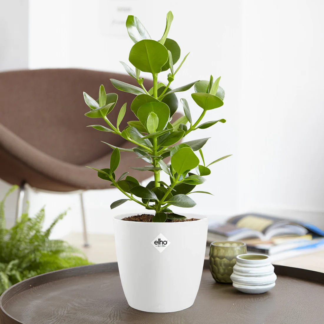 Clusia 'Princess' incl. witte sierpot