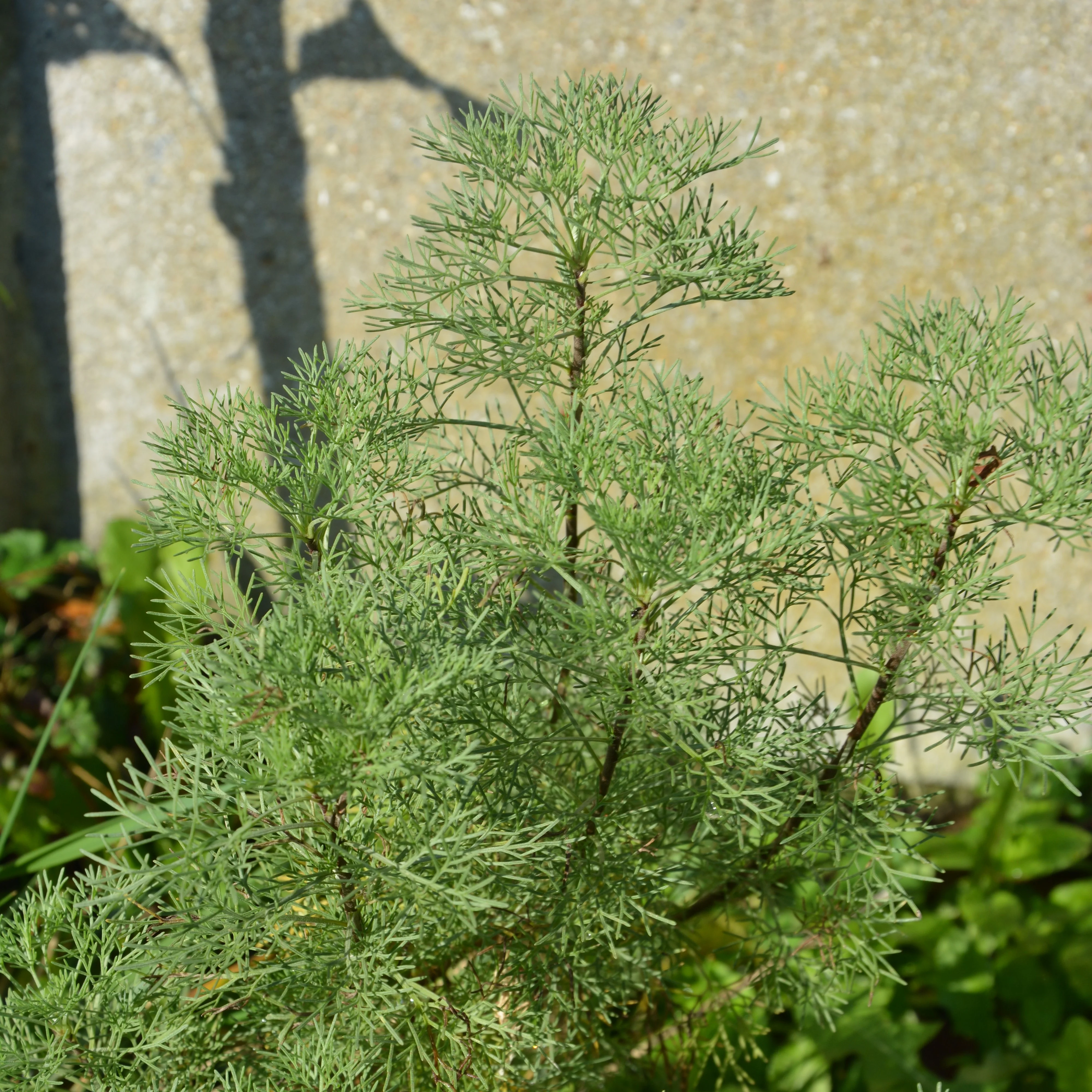 Colakruid 'Martima'