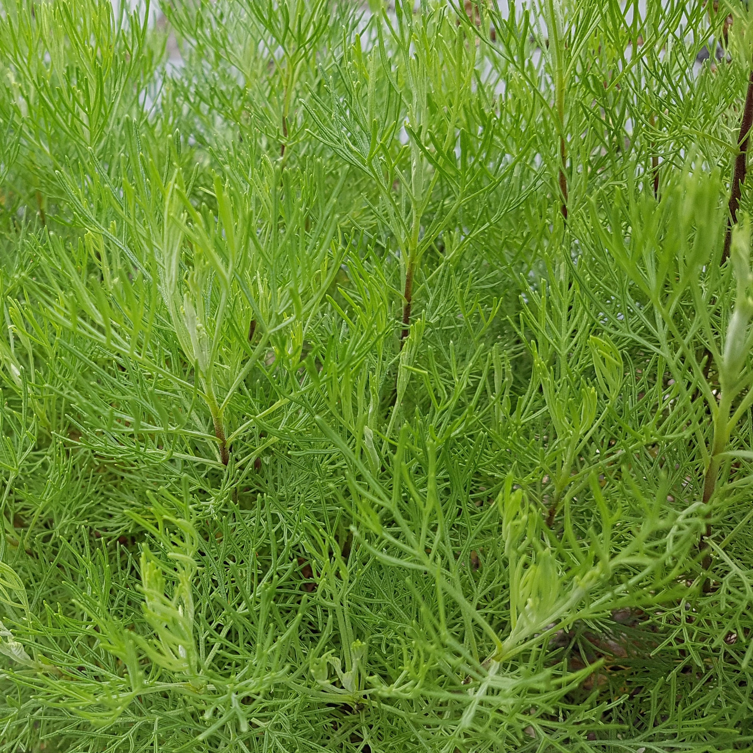 Colakruid 'Martima' - Image 2