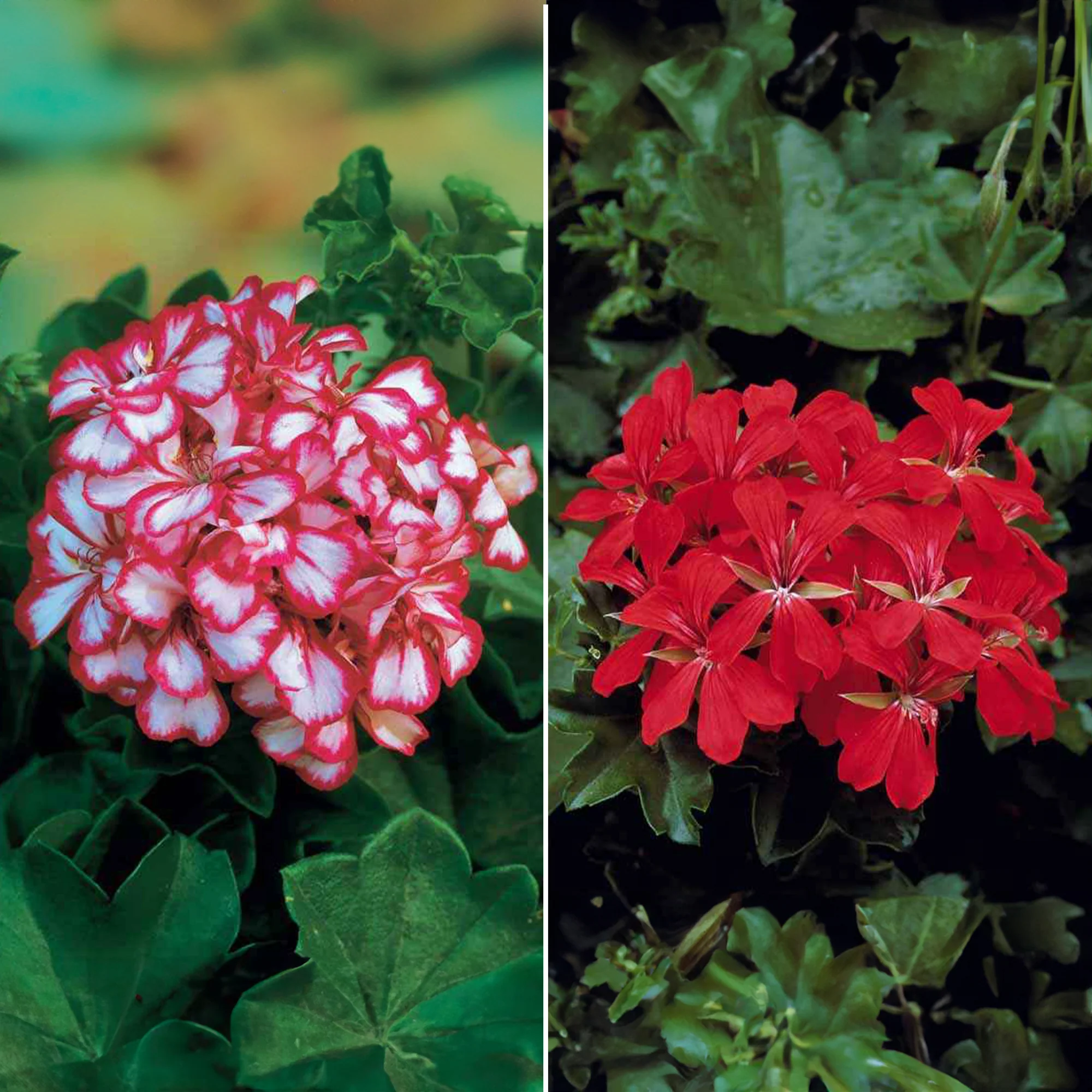 Collectie boomgeraniums: rood en tweekleurig (x6)