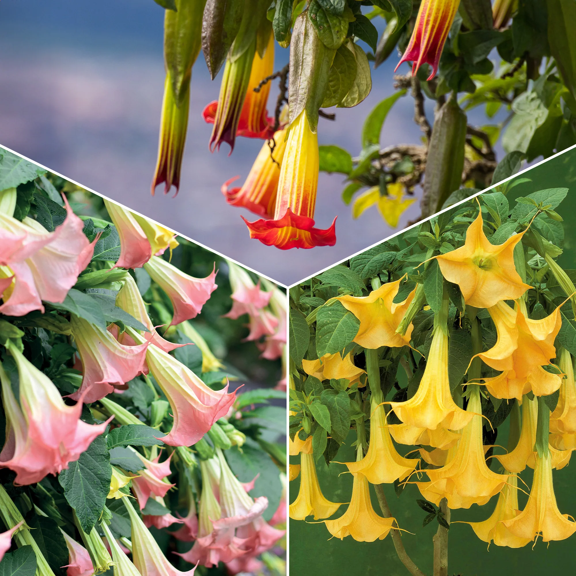 Collectie Brugmansia's: rood, geel enroze (x3)