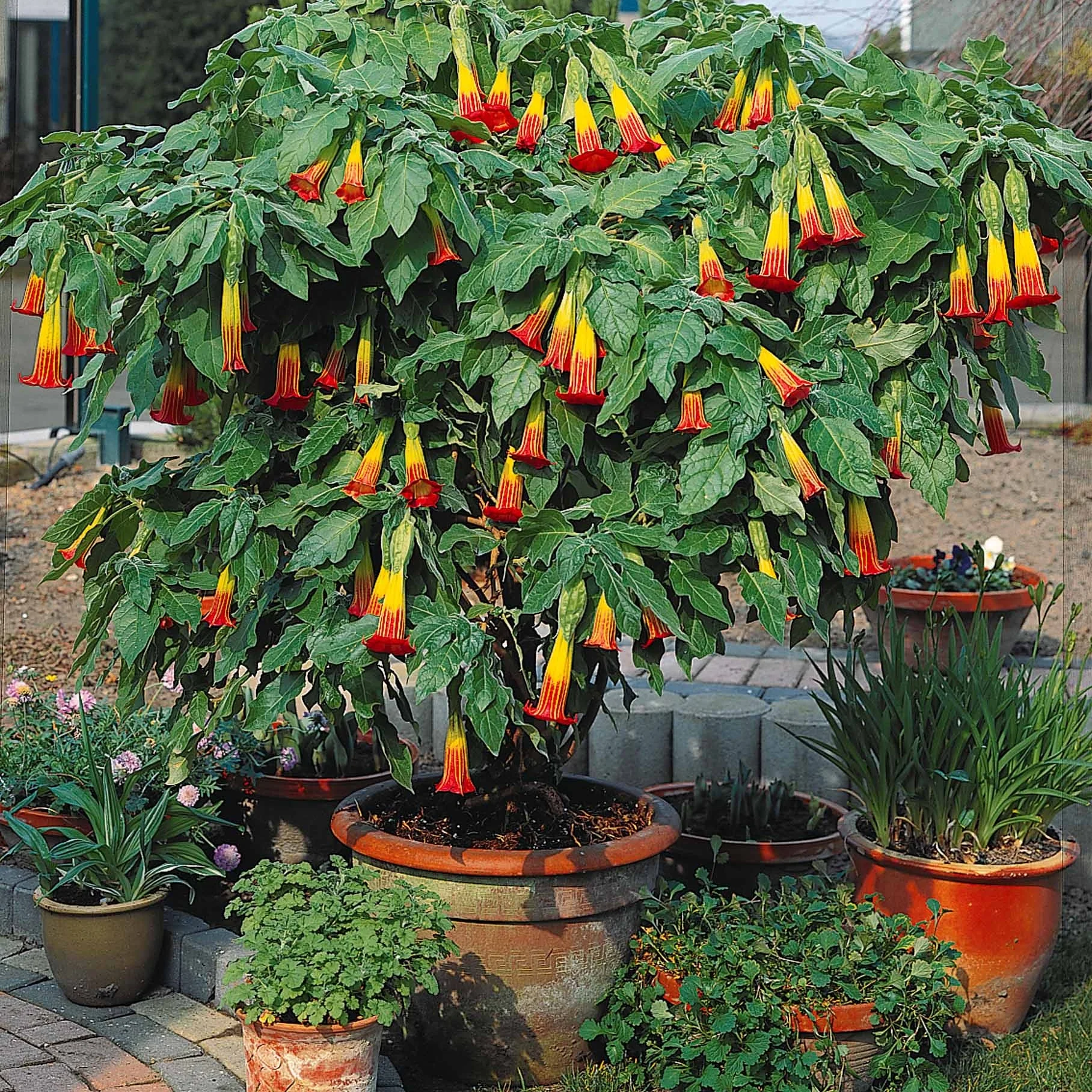 Collectie Brugmansia's: rood, geel enroze (x3) - Image 2