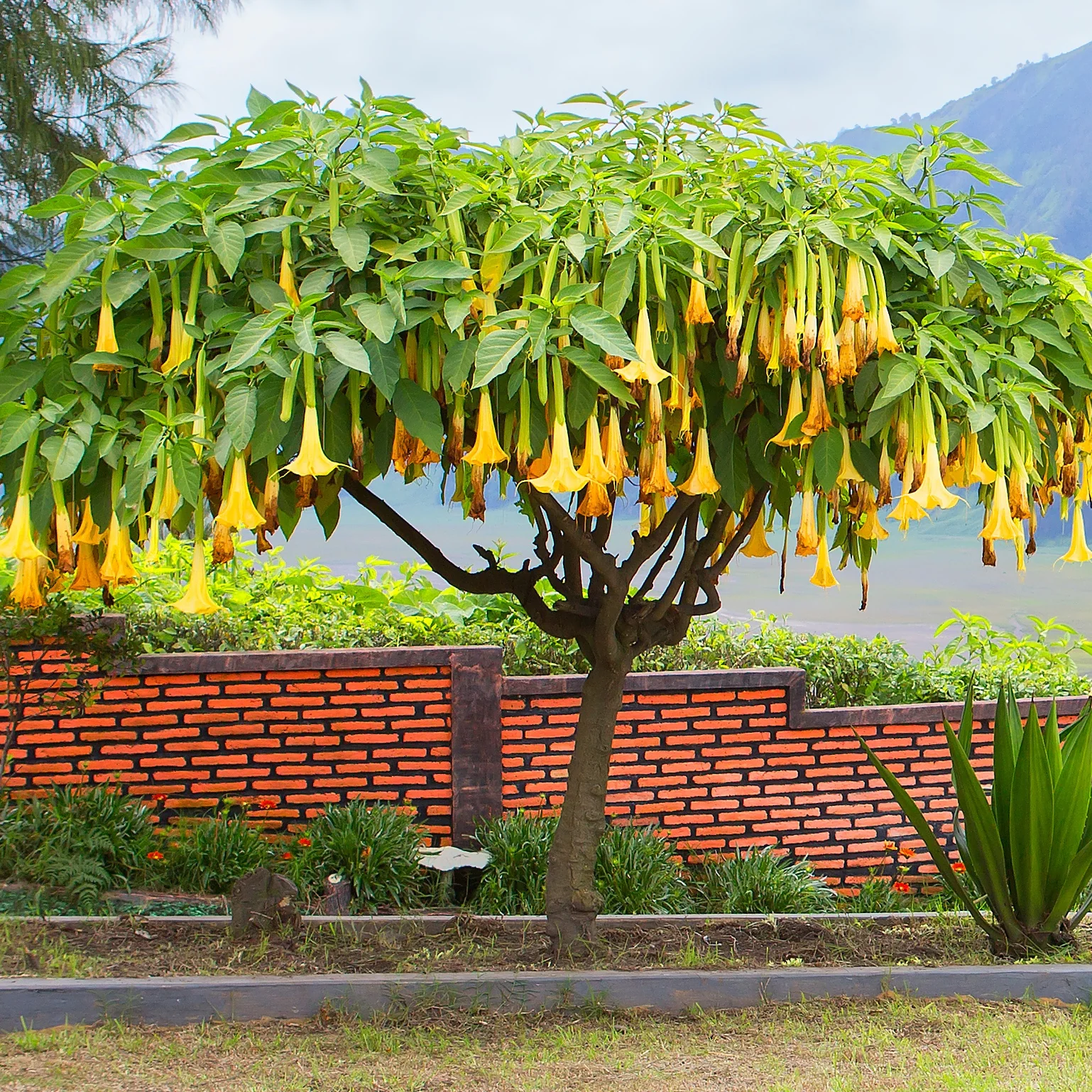 Collectie Brugmansia's: rood, geel enroze (x3) - Image 3