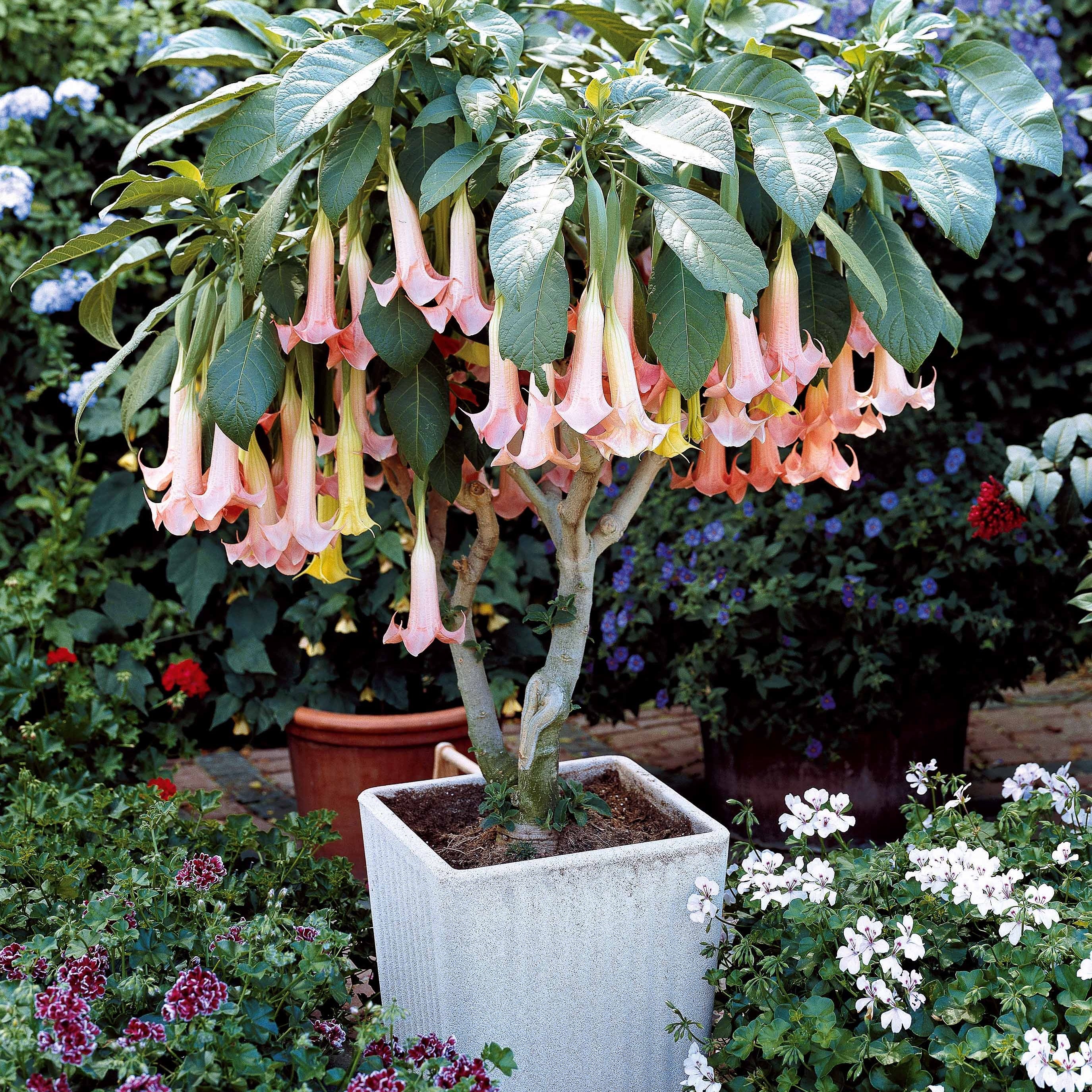 Collectie Brugmansia's: rood, geel enroze (x3) - Image 4