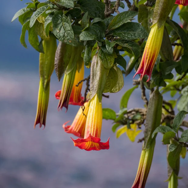 Collectie Brugmansia's: rood, geel enroze (x3) - Image 5