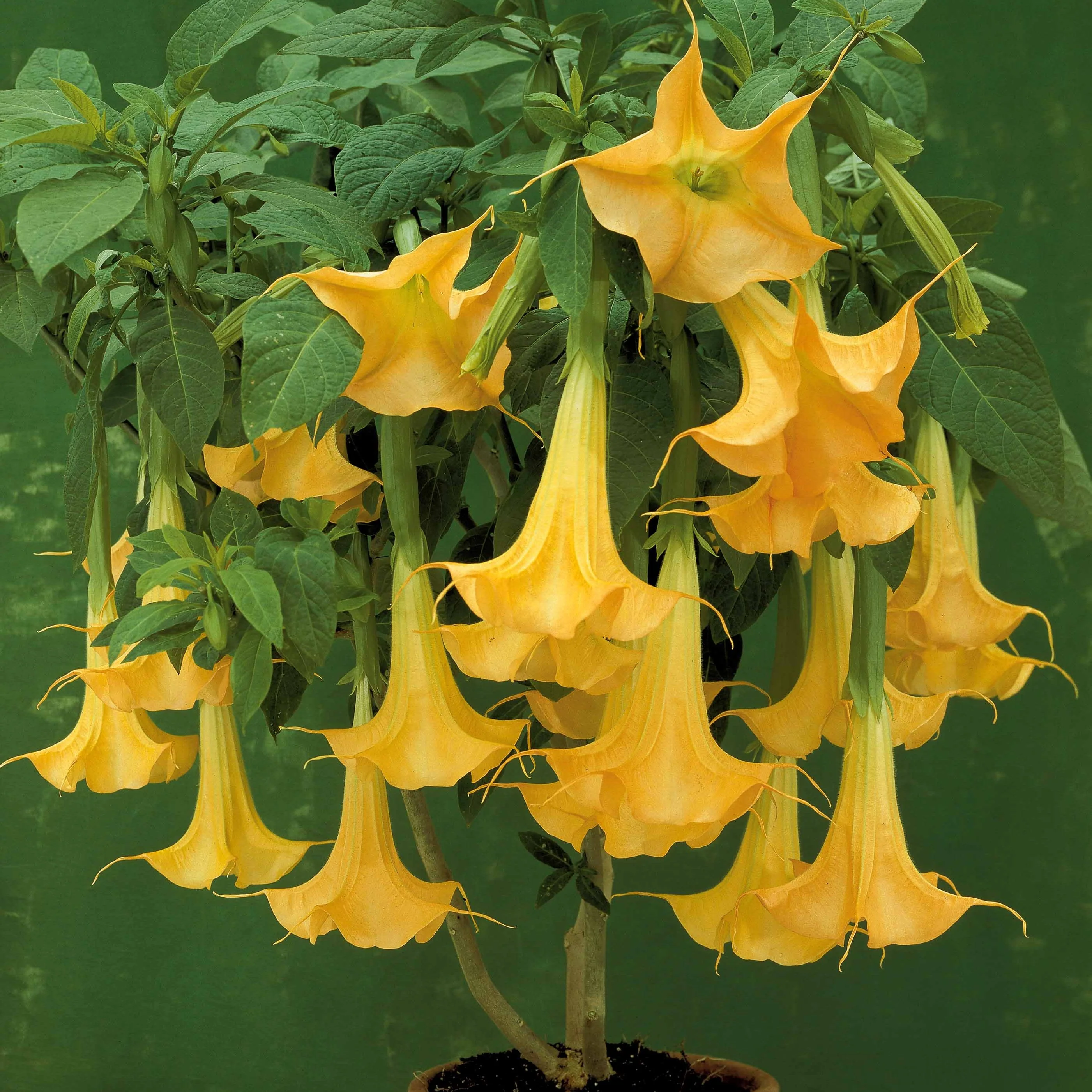 Collectie Brugmansia's: rood, geel enroze (x3) - Image 6