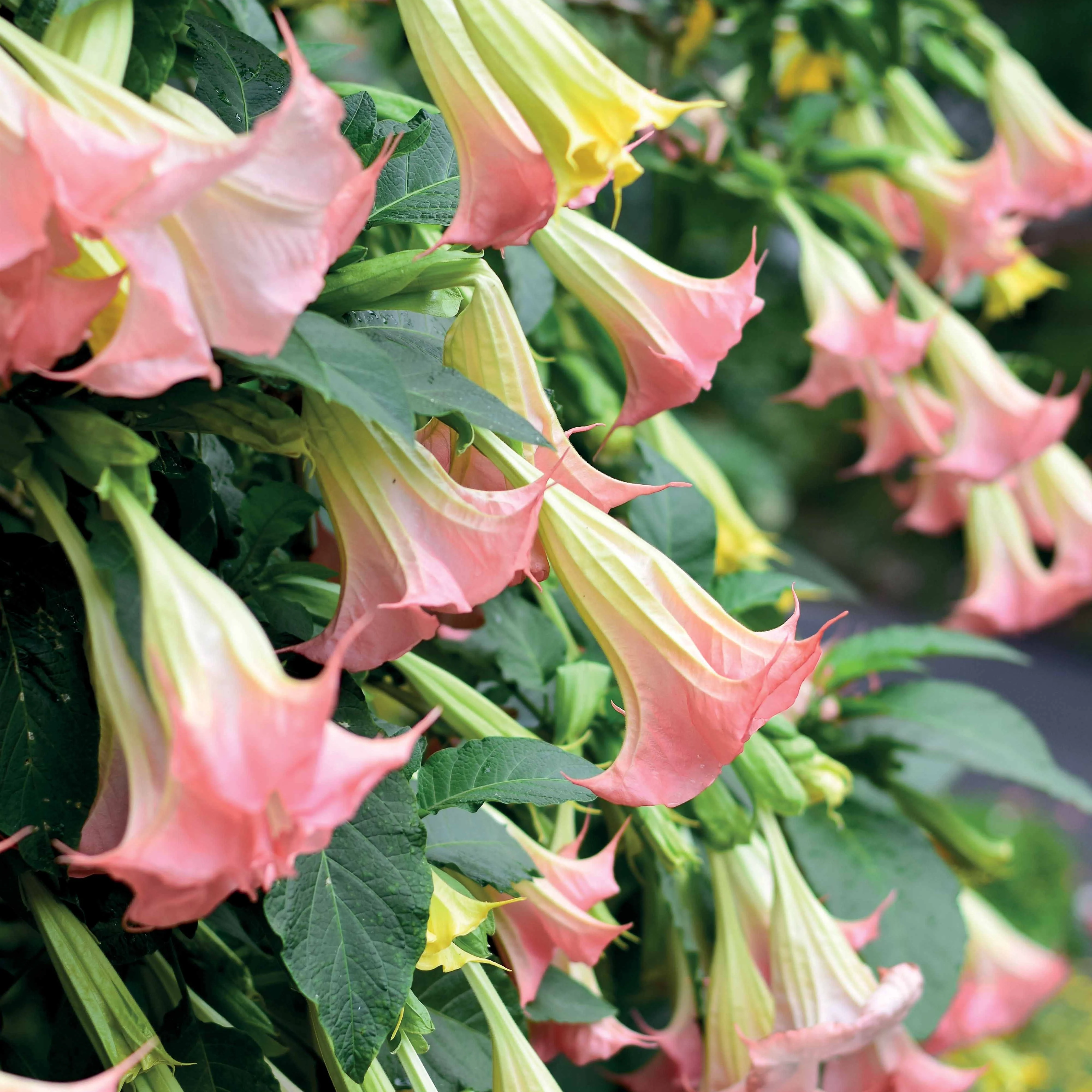 Collectie Brugmansia's: rood, geel enroze (x3) - Image 7