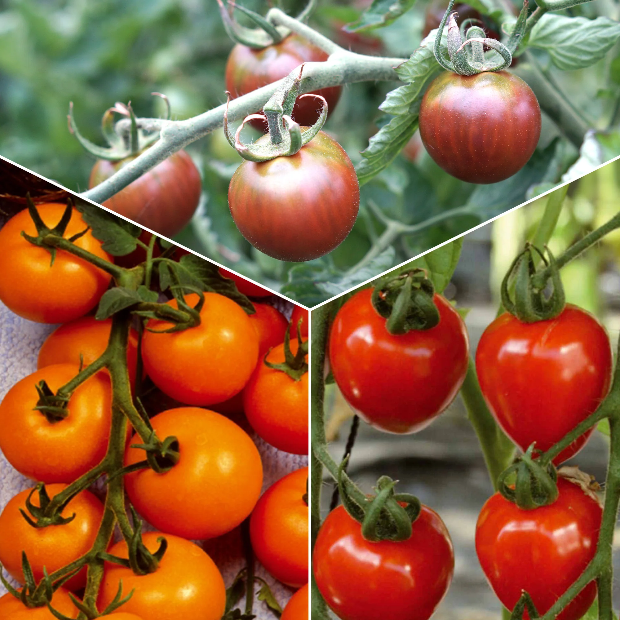 Collectie cherry tomaten