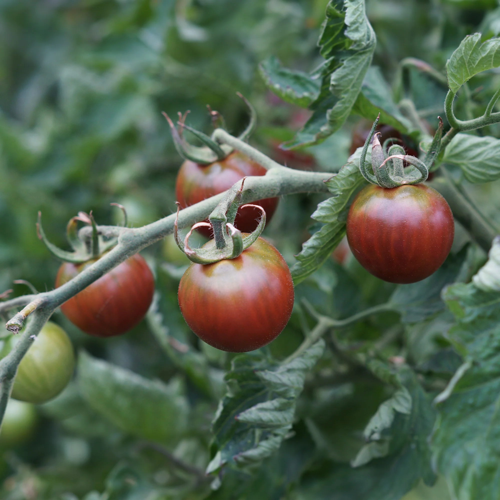 Collectie cherry tomaten - Image 2