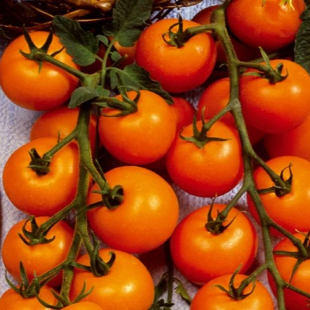 Collectie cherry tomaten - Image 3