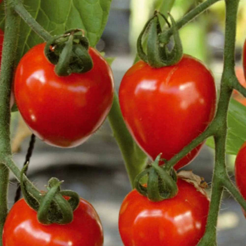 Collectie cherry tomaten - Image 4