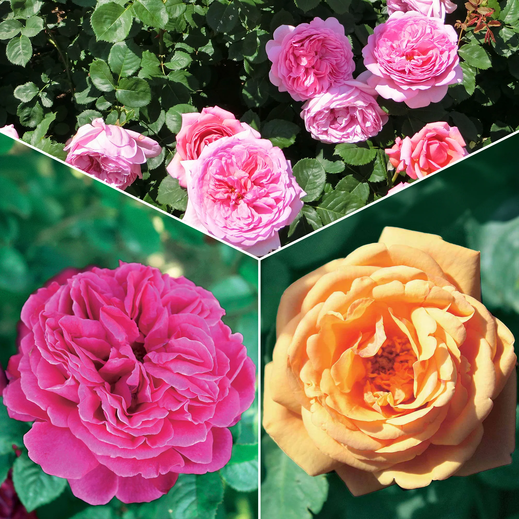 Collectie Engelse rozen (Fish Ausgreen,Charlie,Her's Ausgreen) (x3)