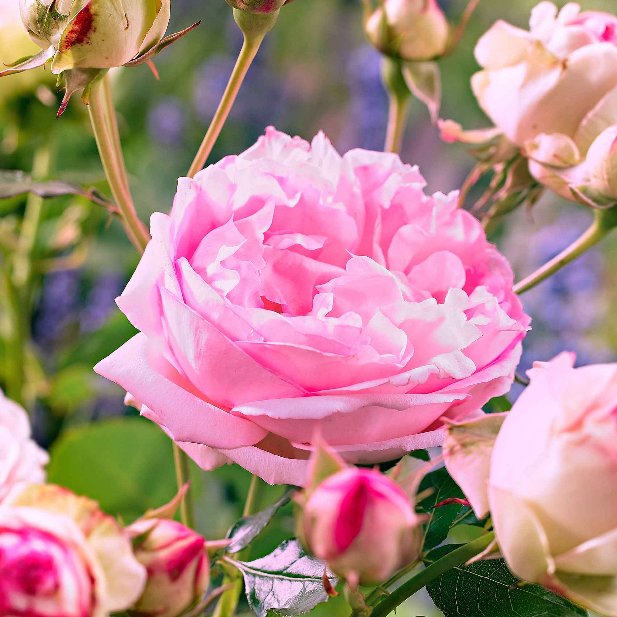 Collectie floribunda rozen ( Red Leonardo Da Vinci +  Leonardo Da Vinci) (x2) - Image 3