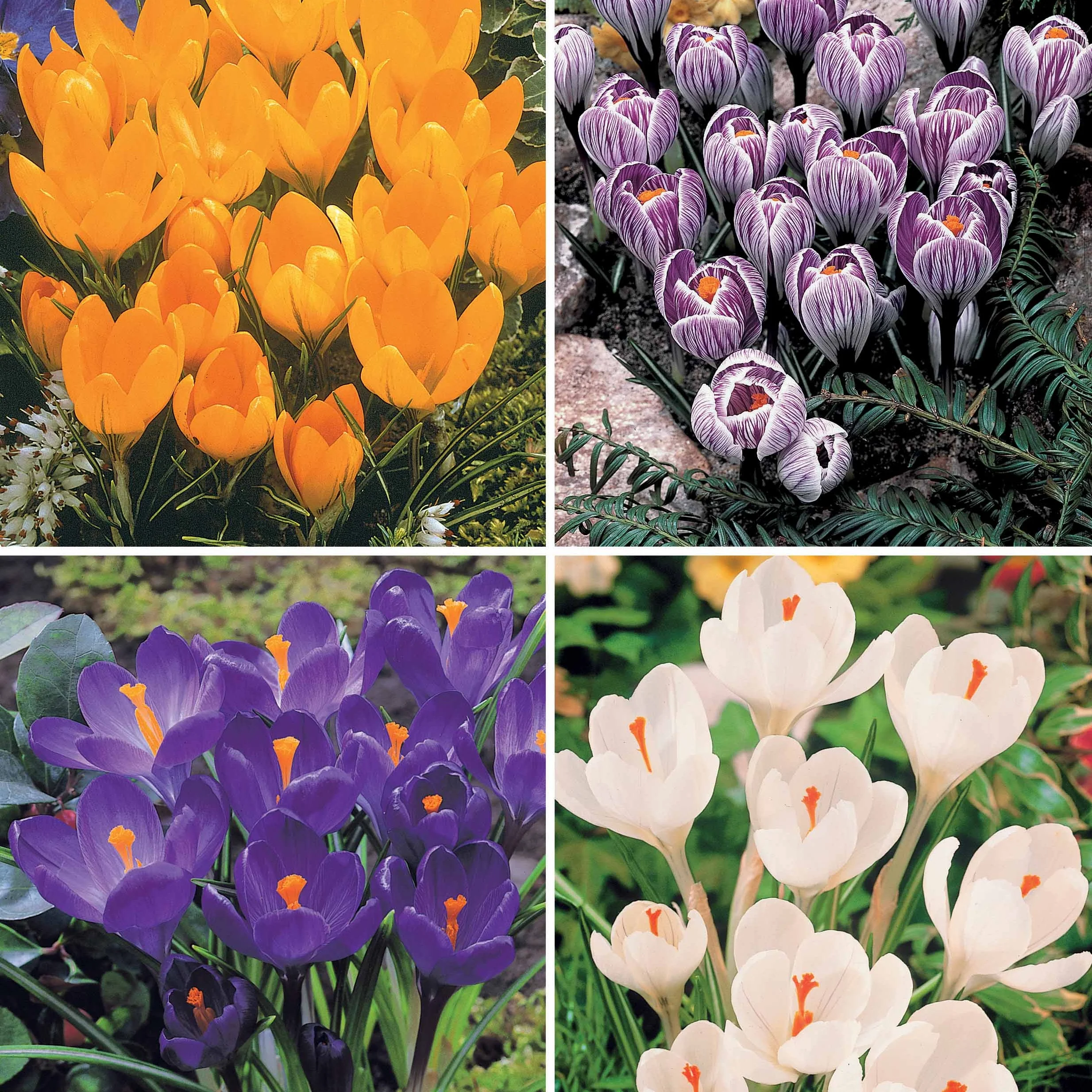 ColleCtie Grootbloemige Krokussen (x60)