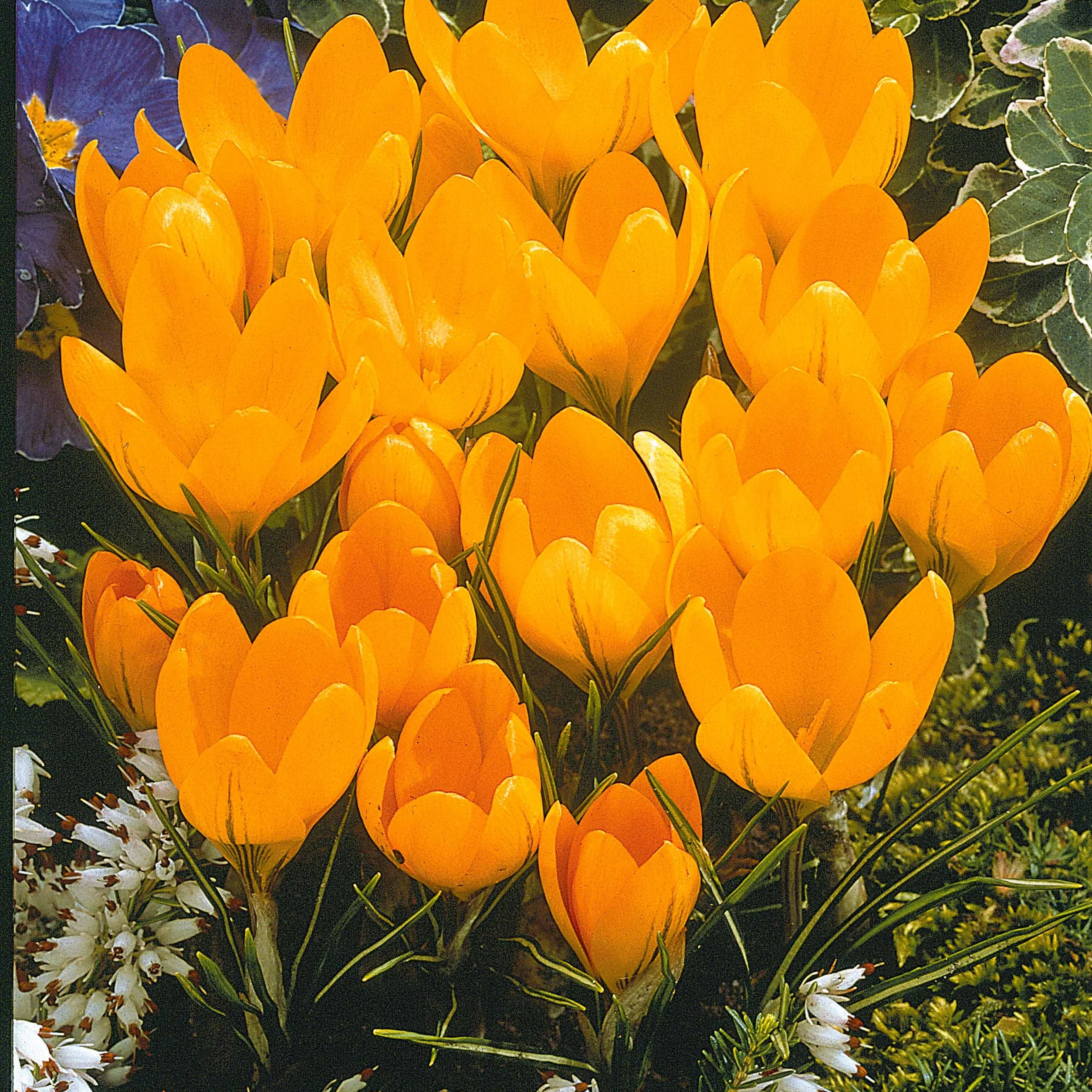 ColleCtie Grootbloemige Krokussen (x60) - Image 2