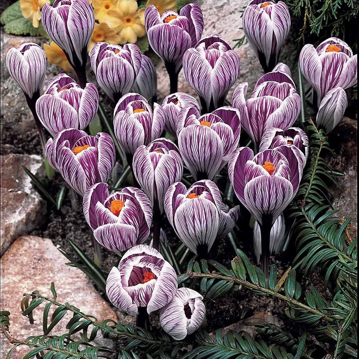 ColleCtie Grootbloemige Krokussen (x60) - Image 5