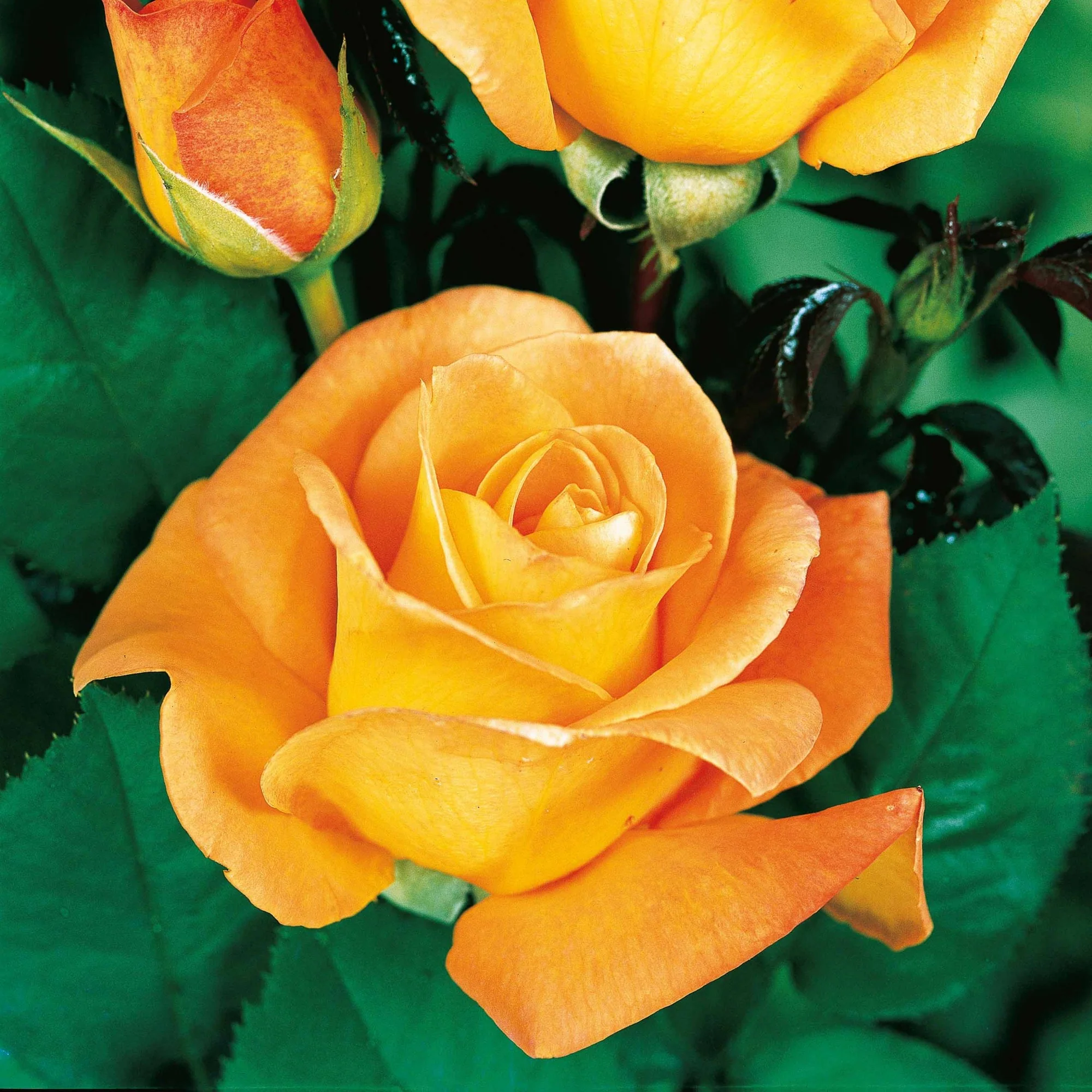 Collectie grootbloemige rozen ( Famosa +  Whisky +  Double Delight) (x3) - Image 3