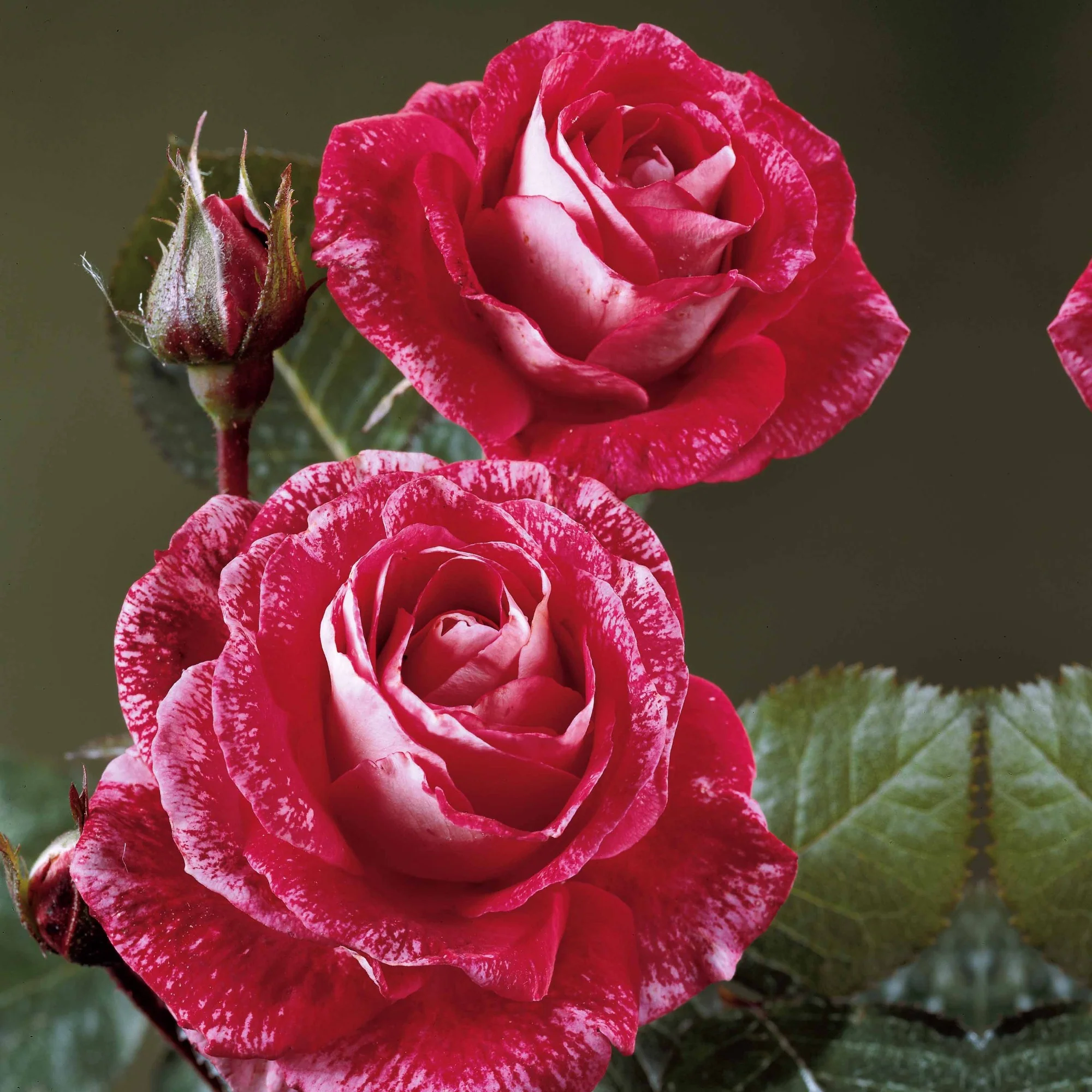 Collectie grootbloemige rozen ( Famosa +  Whisky +  Double Delight) (x3) - Image 4