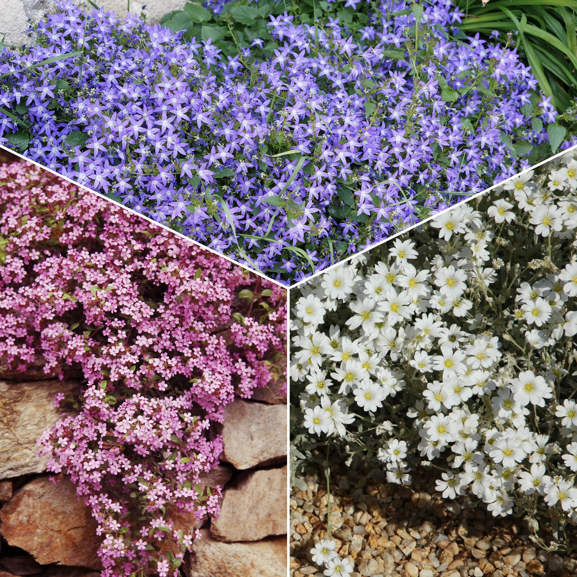 Collectie kruipende en bodembedekkende vaste planten (x13)