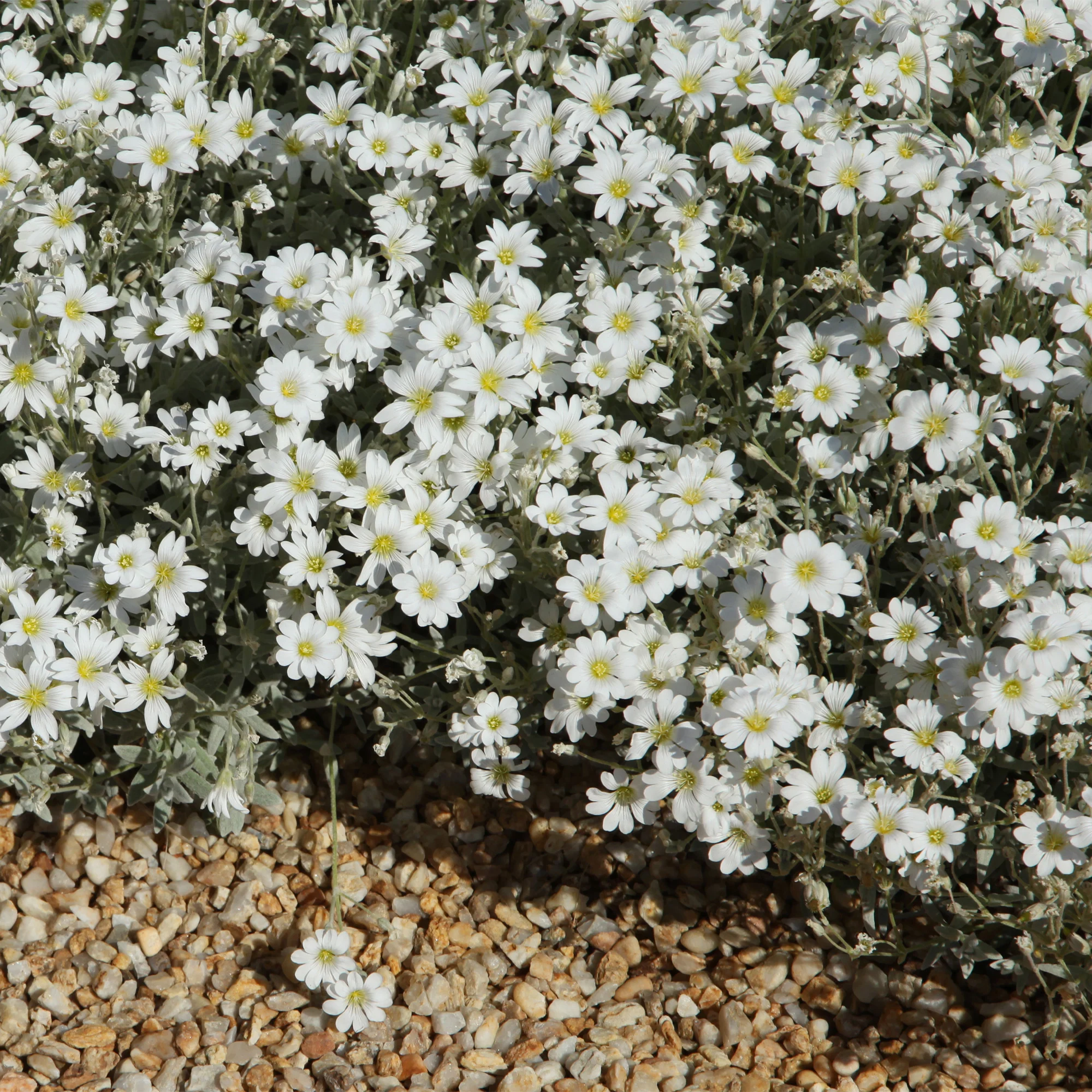 Collectie kruipende en bodembedekkende vaste planten (x13) - Image 3