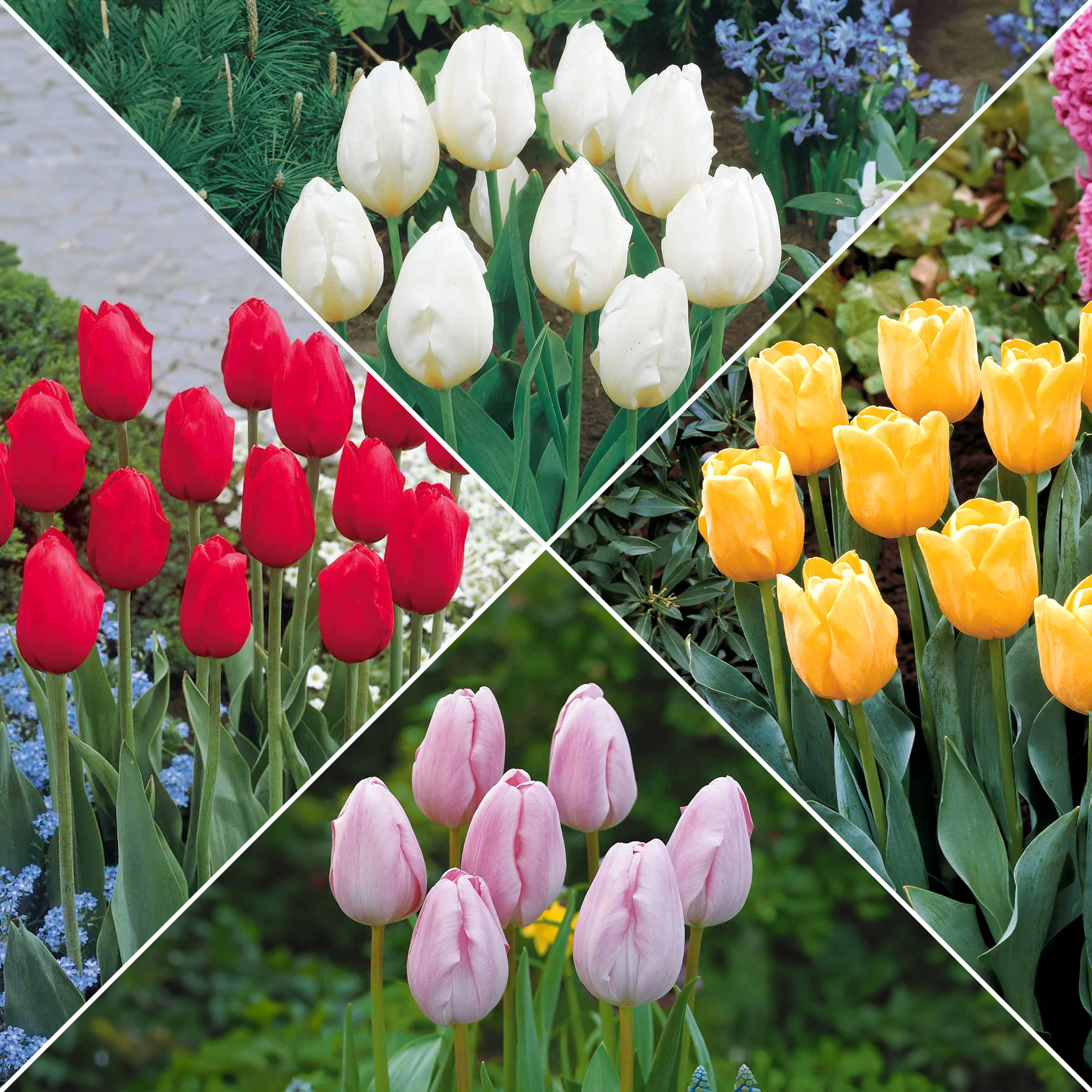 Collectie Langstelige tulpen (x20)