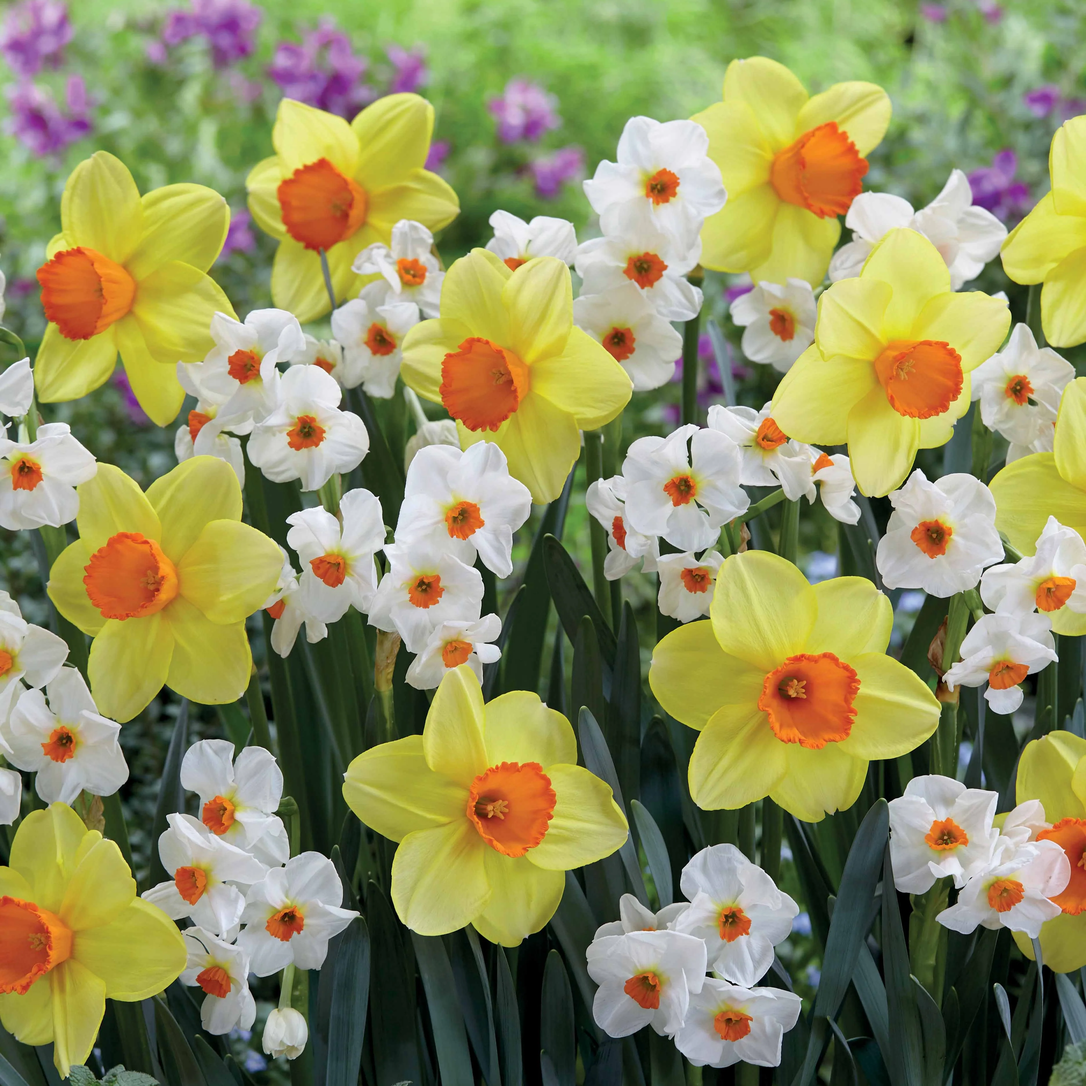 Collectie Narcissen (Red Devon  + Geranium) (x16)