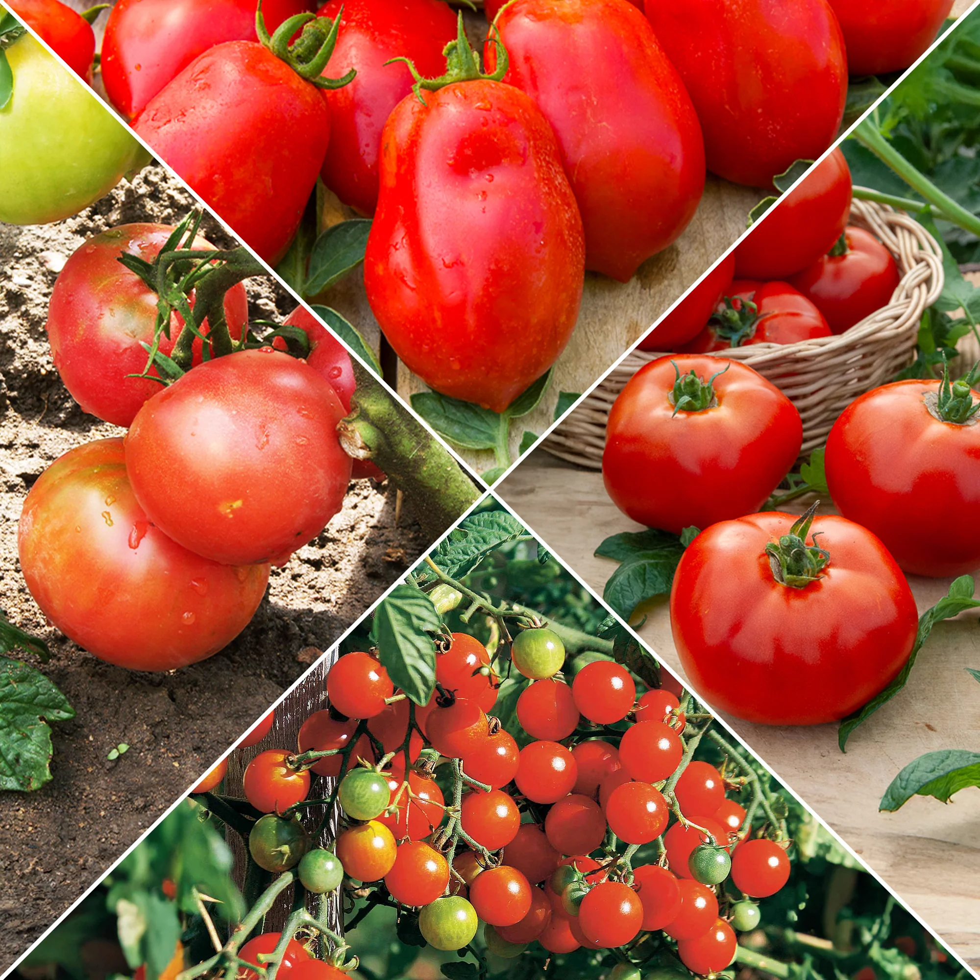 Collectie tomaten