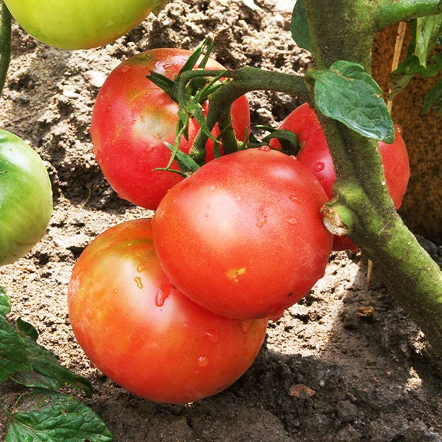 Collectie tomaten - Image 3
