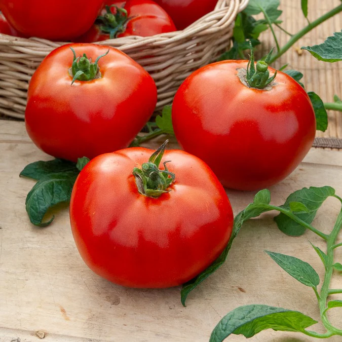Collectie tomaten - Image 4