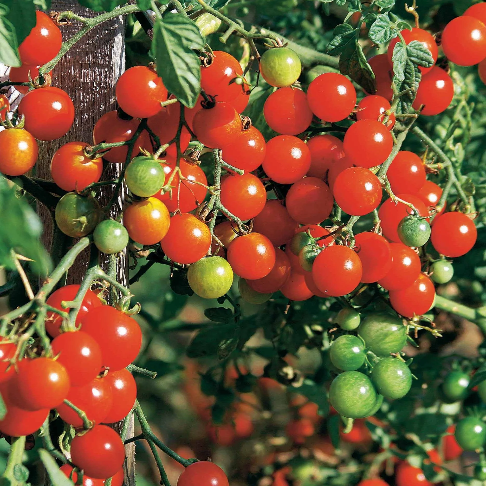 Collectie tomaten - Image 5