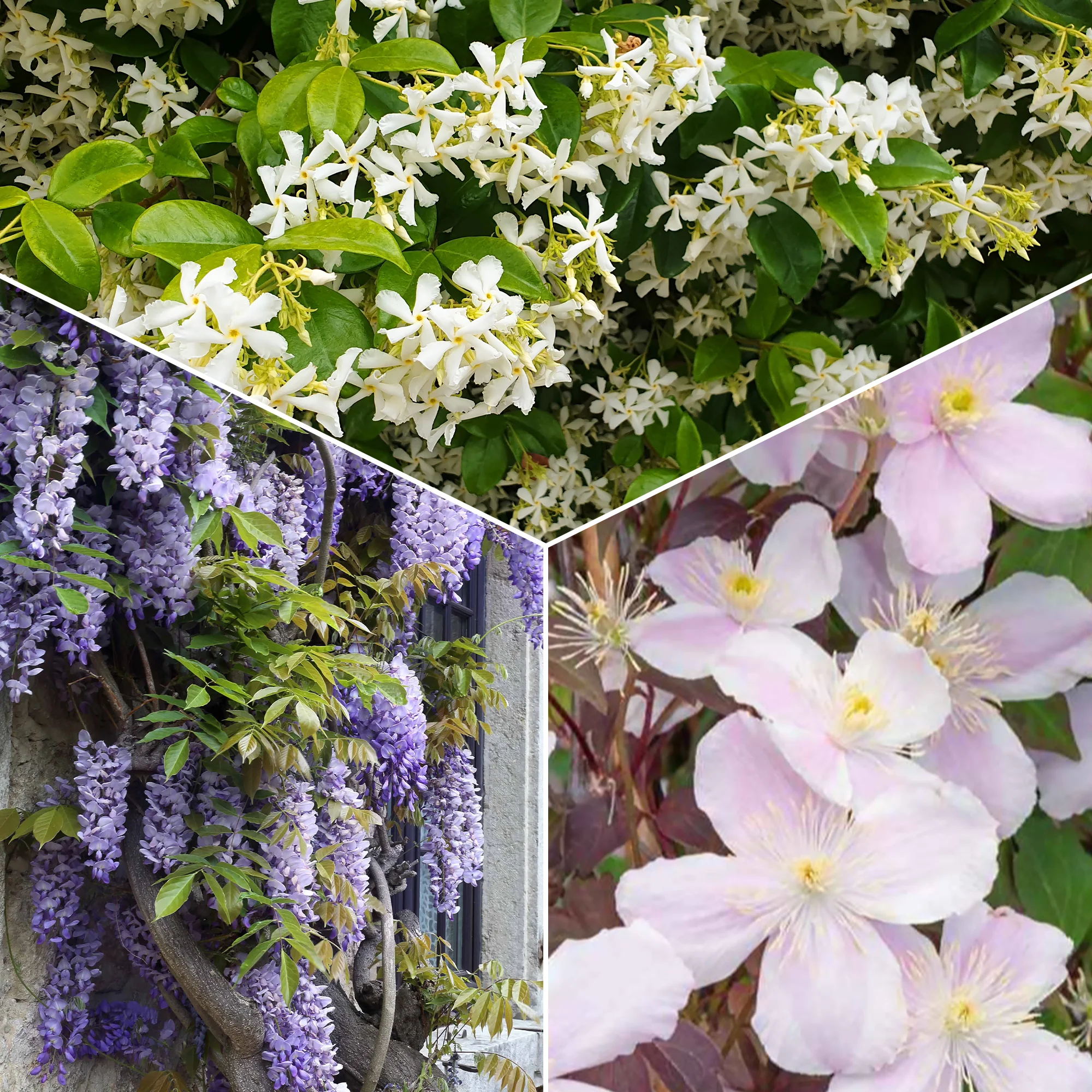 Collectie uitbundig bloeiende klimplanten (x3)