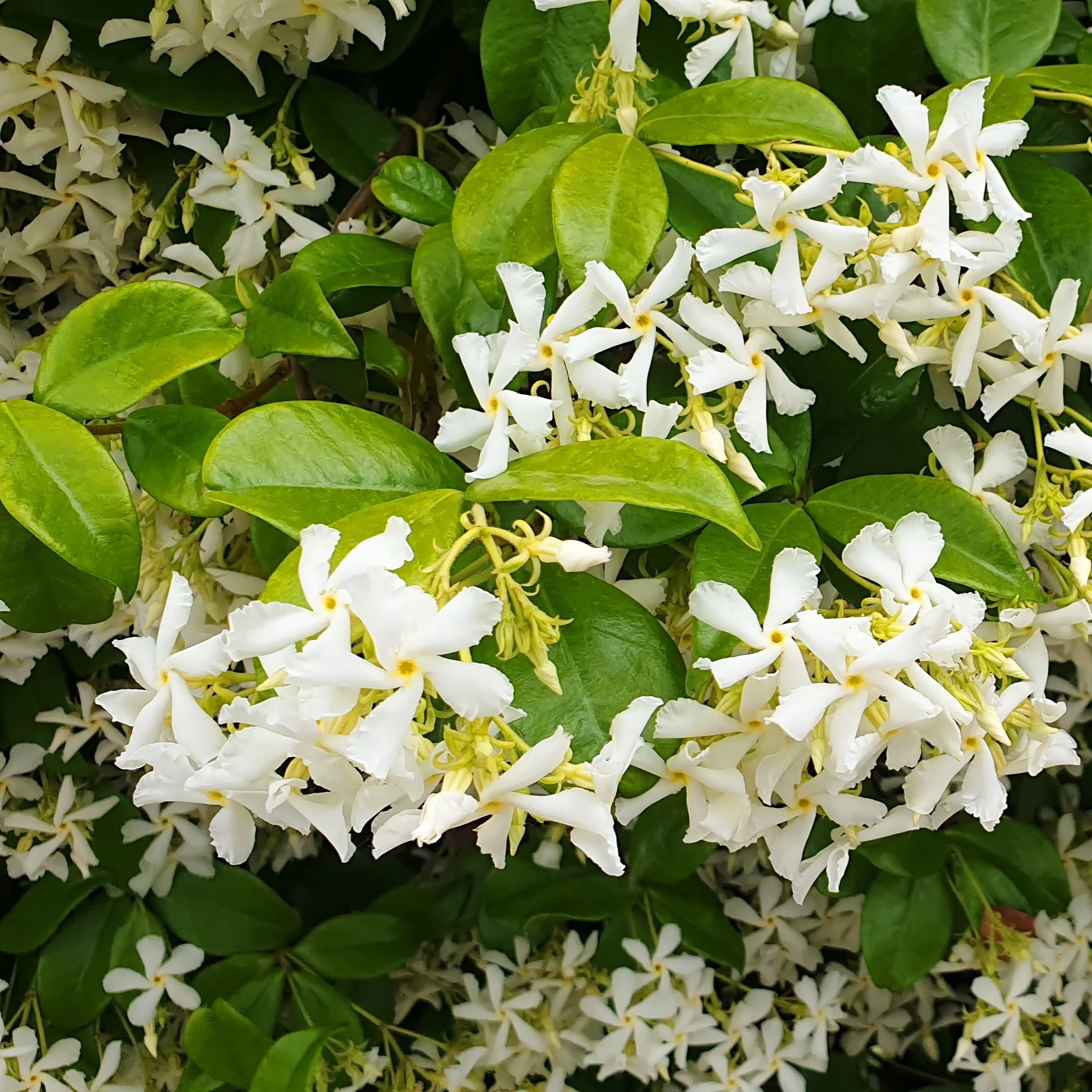 Collectie uitbundig bloeiende klimplanten (x3) - Image 2