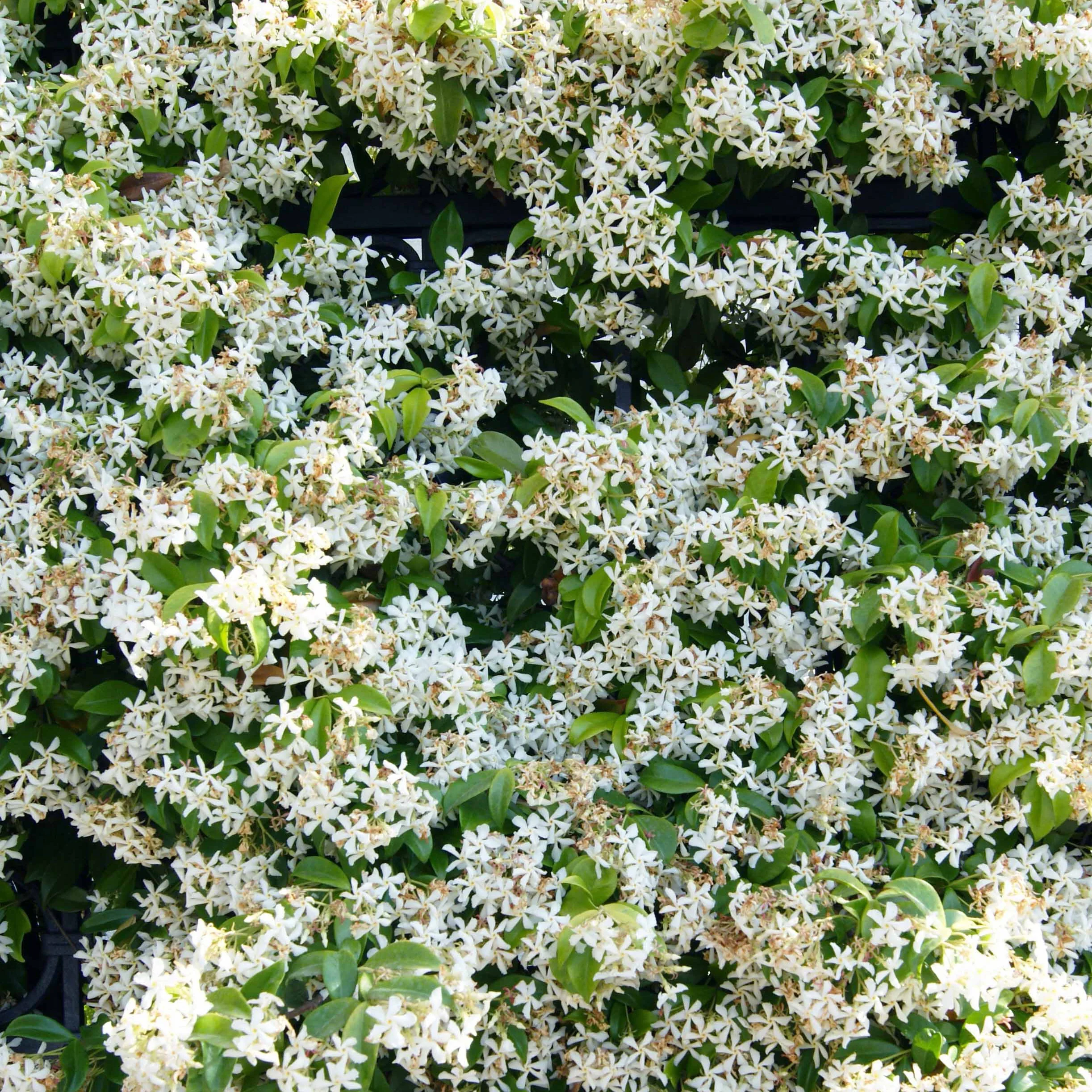Collectie uitbundig bloeiende klimplanten (x3) - Image 3