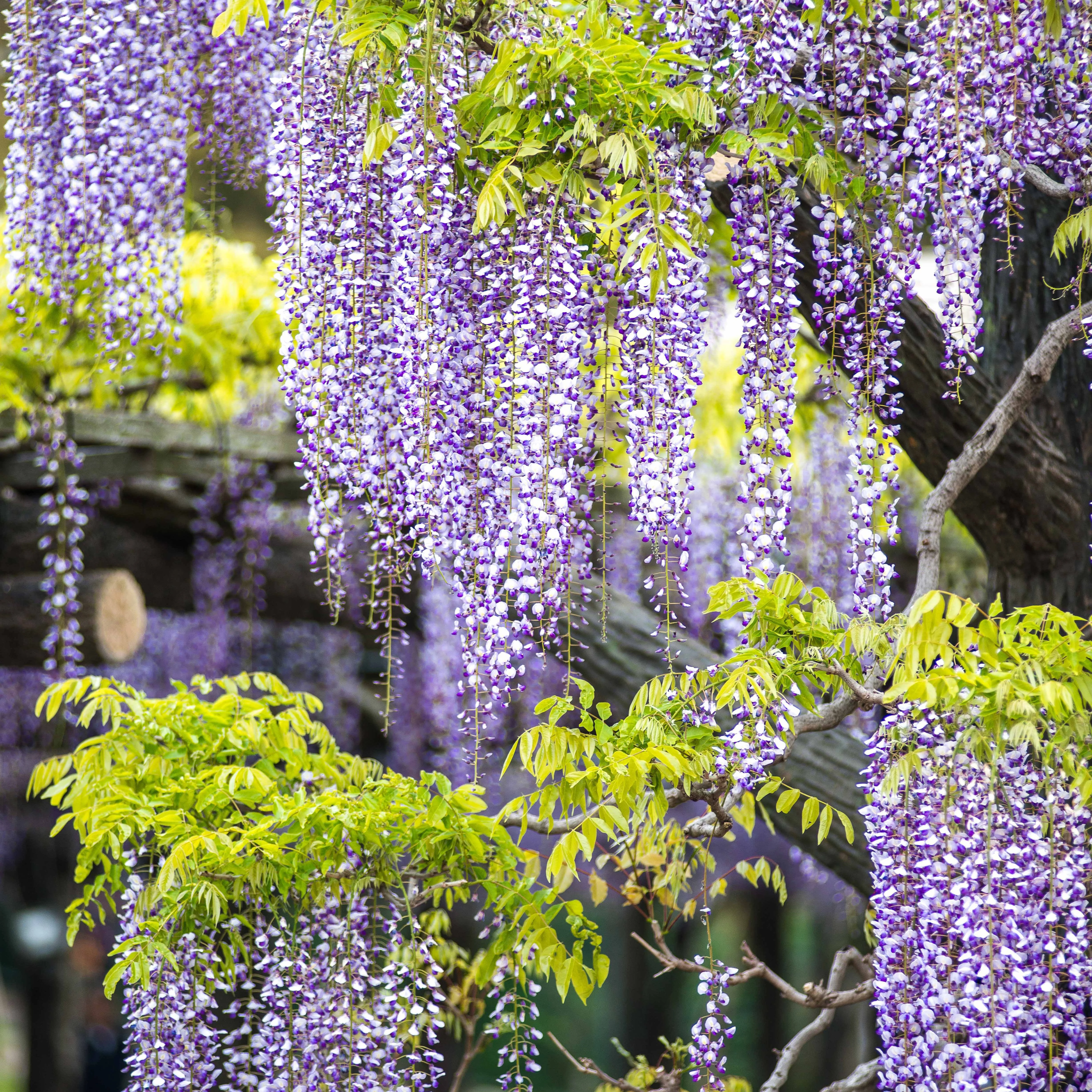Collectie uitbundig bloeiende klimplanten (x3) - Image 4