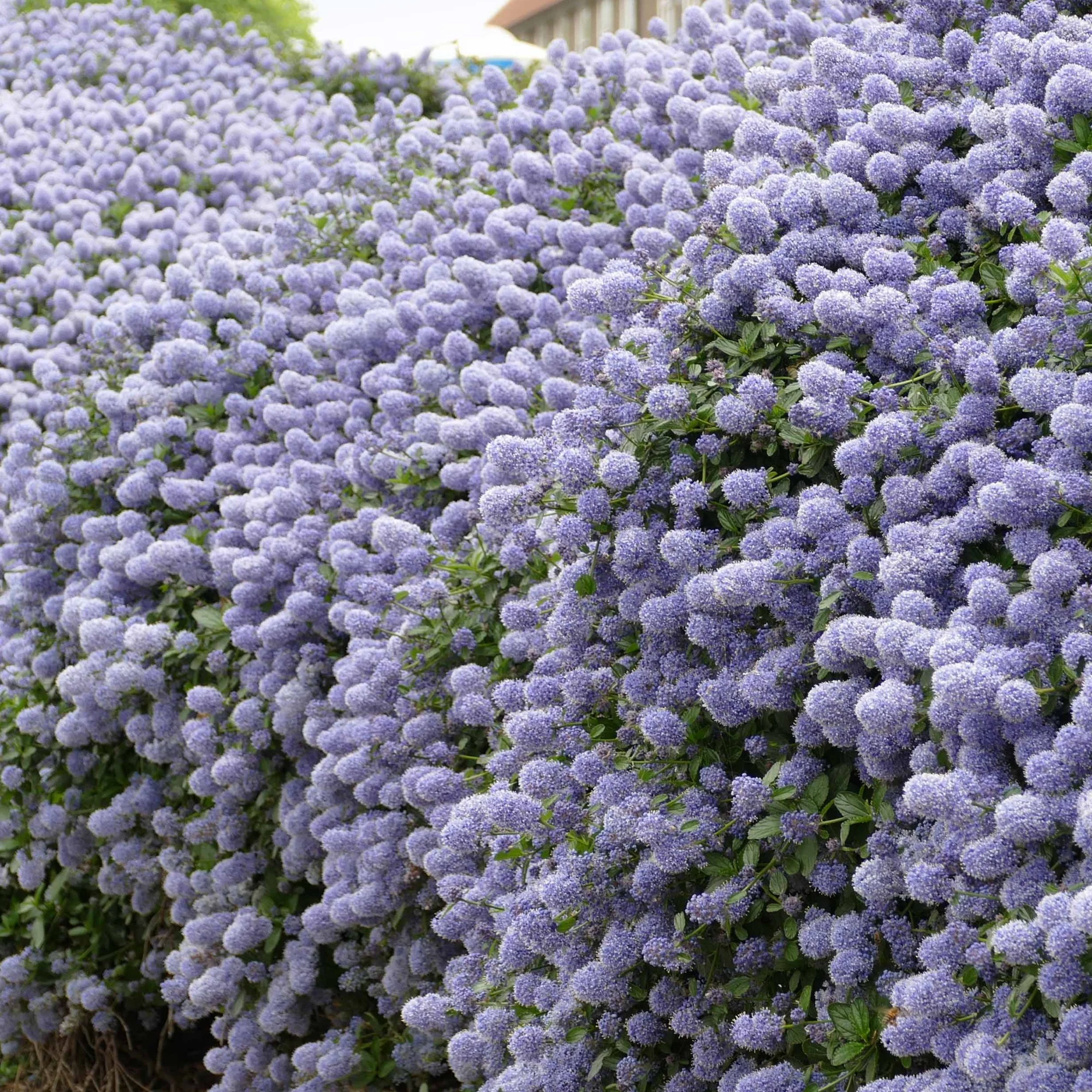 Collectie van Ceanothus (x2) - Image 3