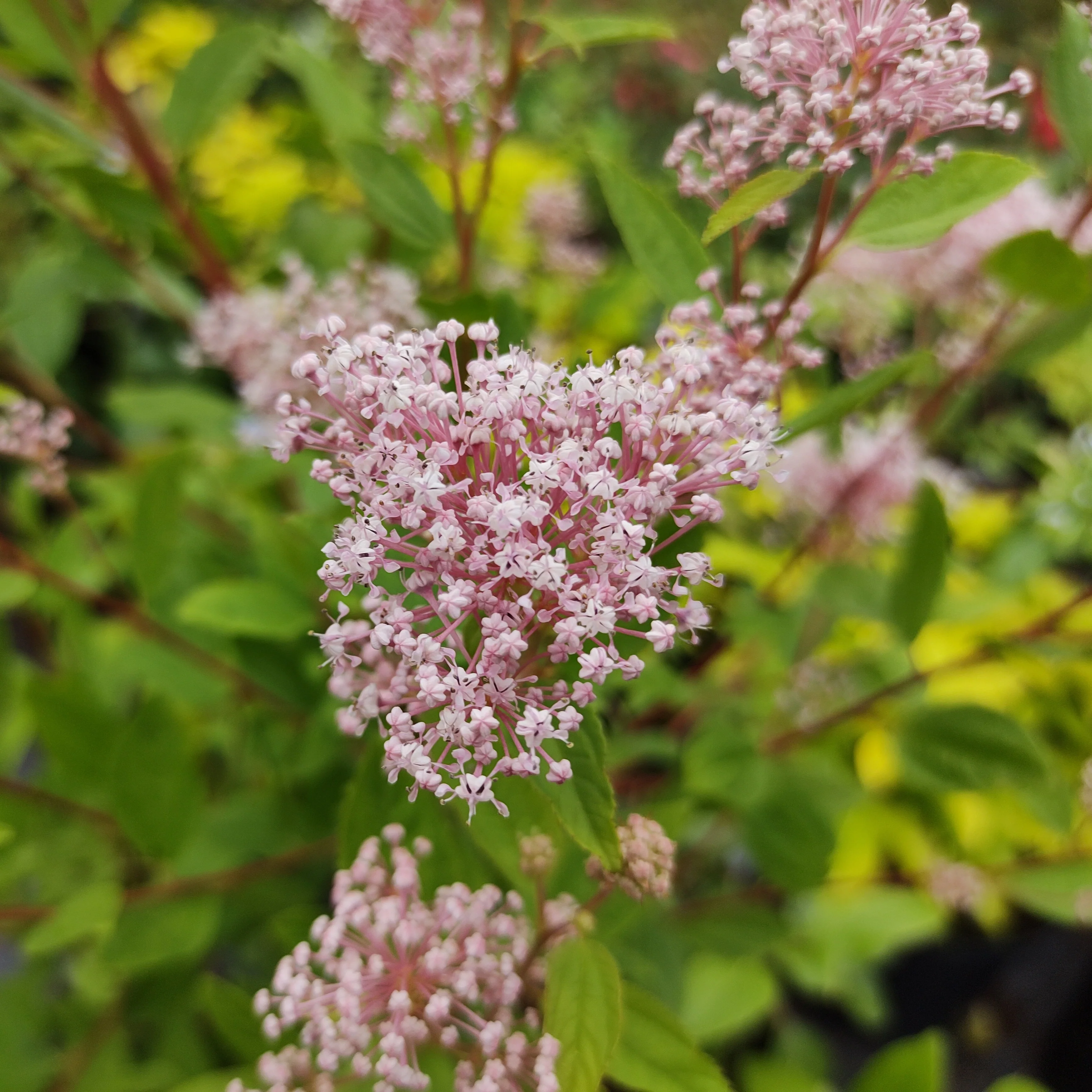 Collectie van Ceanothus (x2) - Image 4