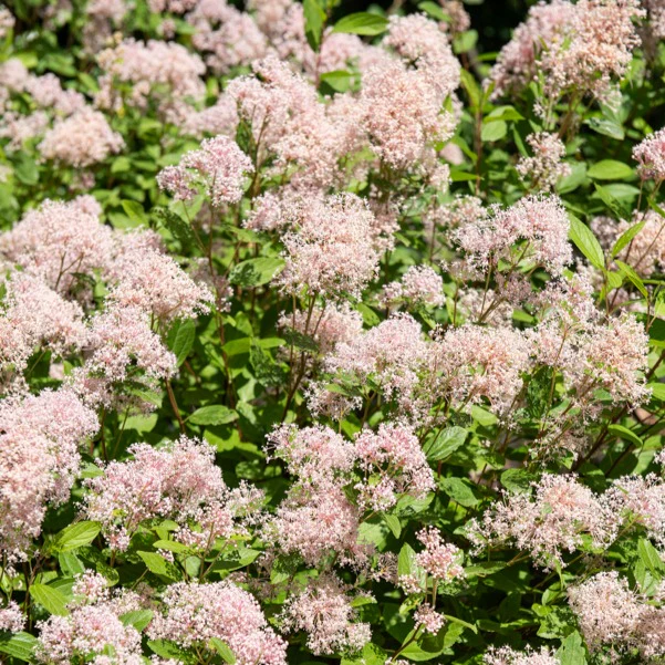 Collectie van Ceanothus (x2) - Image 5